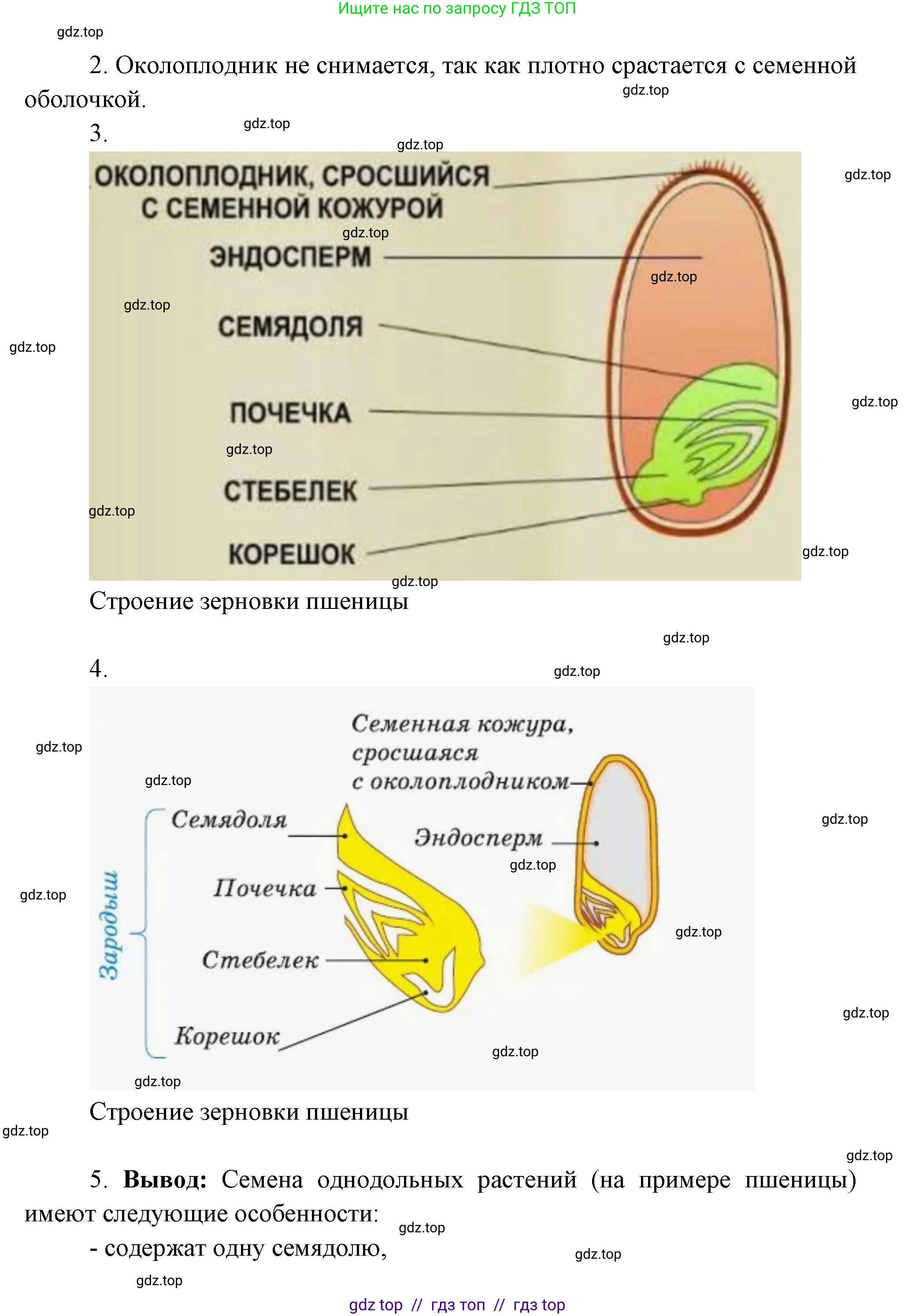 Биология, 6 класс Учебник, авторы: Пасечник Владимир Васильевич, Суматохин Сергей Витальевич, Гапонюк Зоя Георгиевна, Швецов Глеб Геннадьевич, издательство Просвещение, Москва, 2023, белого цвета, страница 42, Решение 3 (продолжение 5)