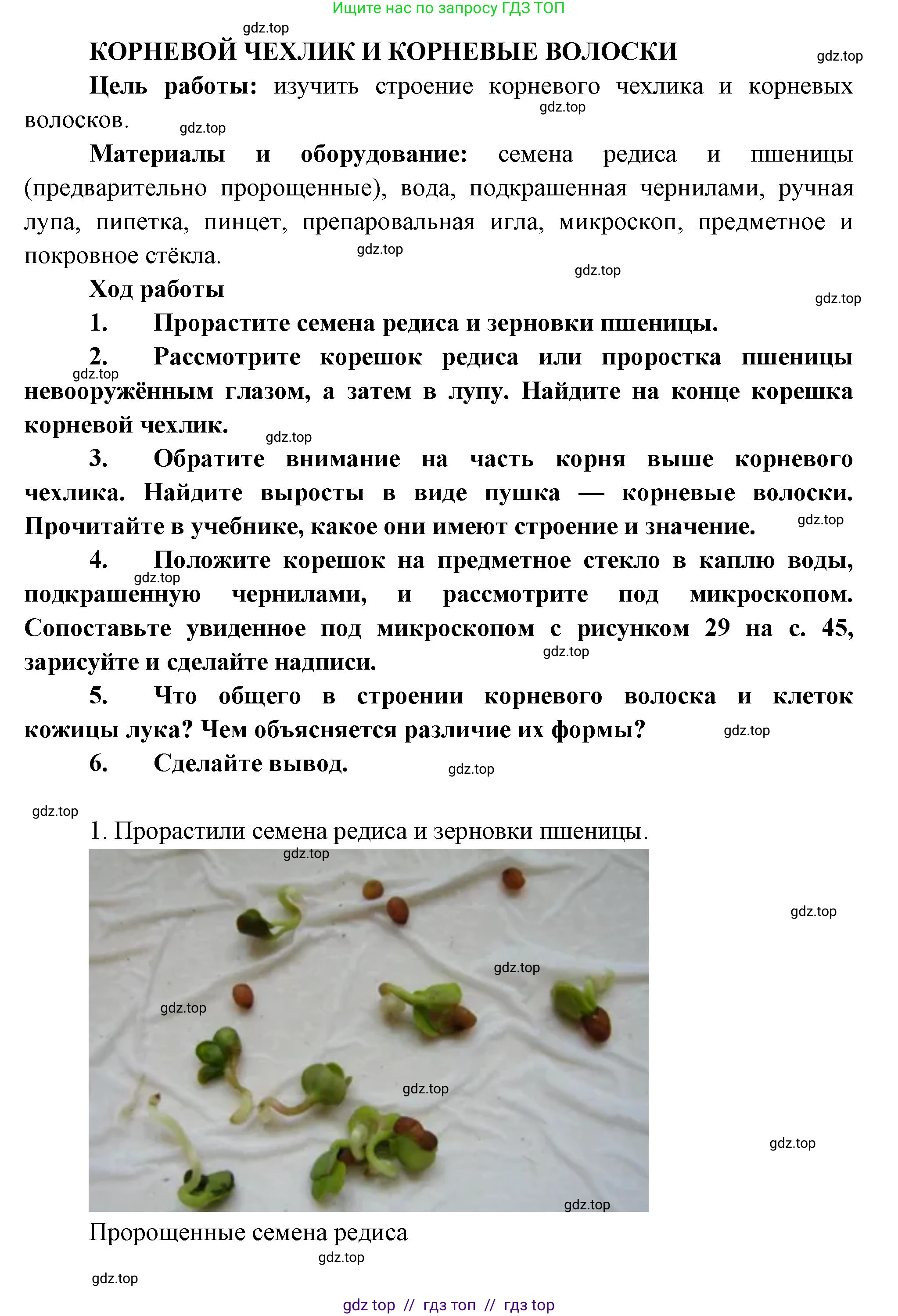Биология, 6 класс Учебник, авторы: Пасечник Владимир Васильевич, Суматохин Сергей Витальевич, Гапонюк Зоя Георгиевна, Швецов Глеб Геннадьевич, издательство Просвещение, Москва, 2023, белого цвета, страница 47, Решение 3 (продолжение 4)