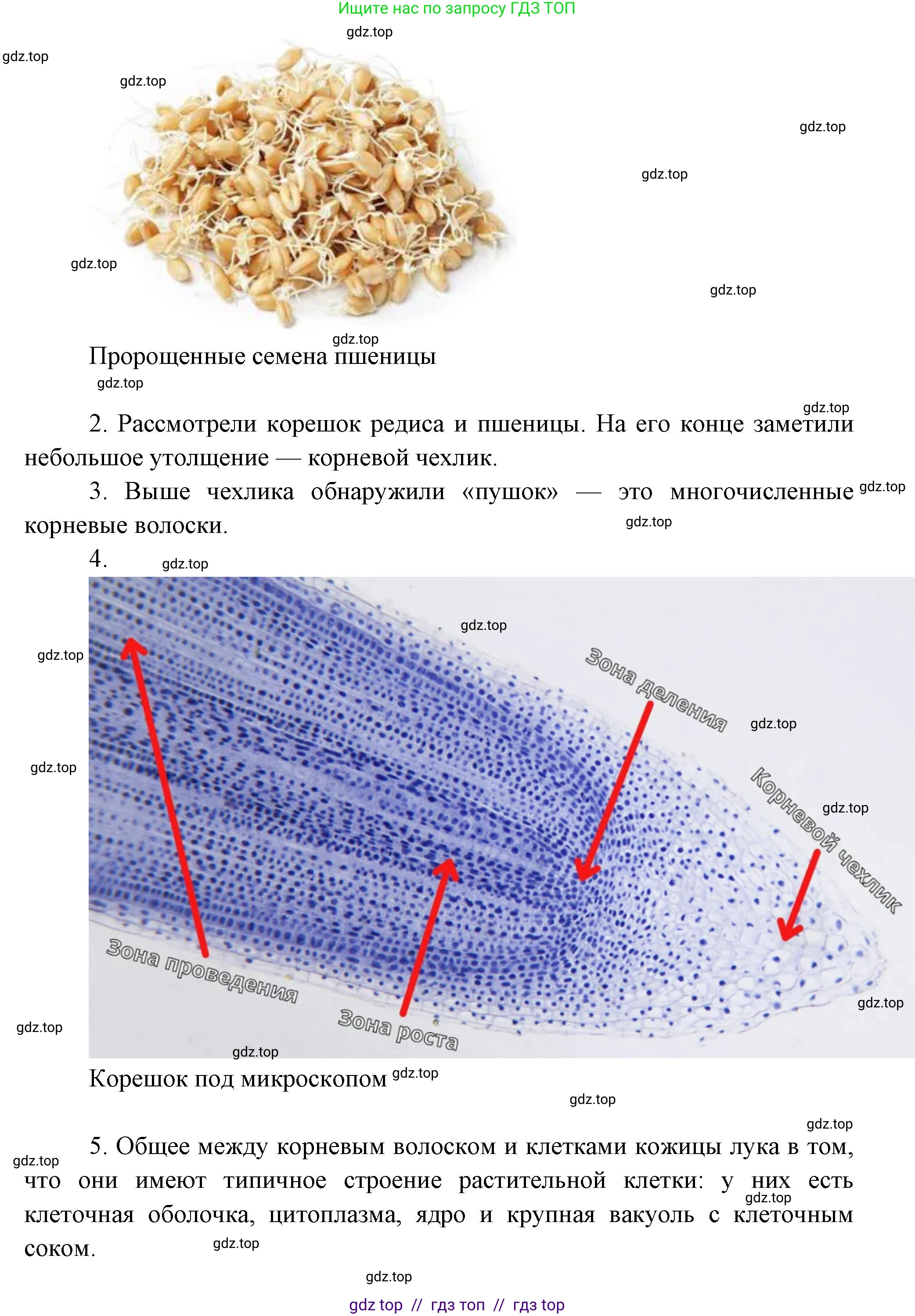 Биология, 6 класс Учебник, авторы: Пасечник Владимир Васильевич, Суматохин Сергей Витальевич, Гапонюк Зоя Георгиевна, Швецов Глеб Геннадьевич, издательство Просвещение, Москва, 2023, белого цвета, страница 47, Решение 3 (продолжение 5)