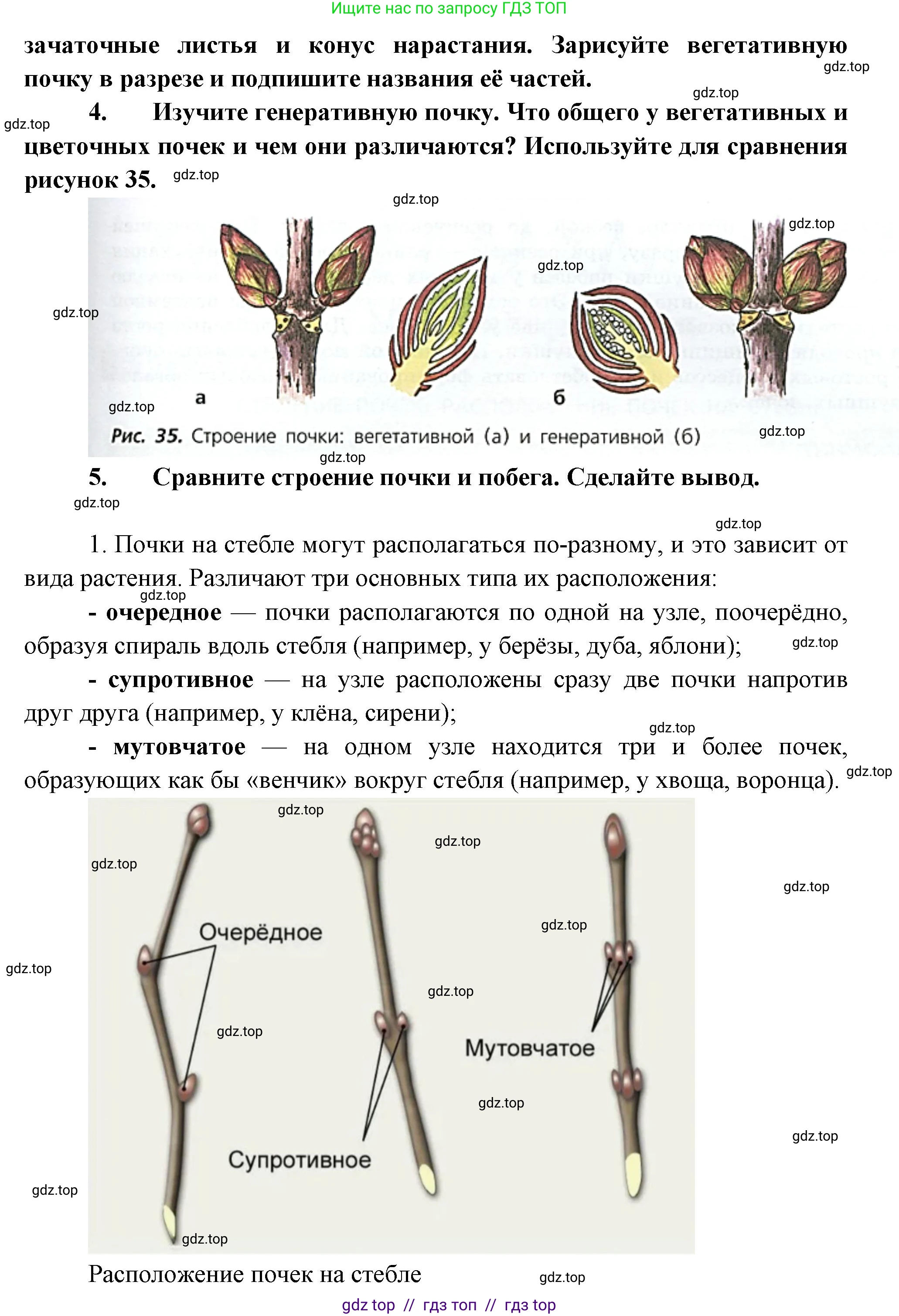 Биология, 6 класс Учебник, авторы: Пасечник Владимир Васильевич, Суматохин Сергей Витальевич, Гапонюк Зоя Георгиевна, Швецов Глеб Геннадьевич, издательство Просвещение, Москва, 2023, белого цвета, страница 55, Решение 3 (продолжение 2)