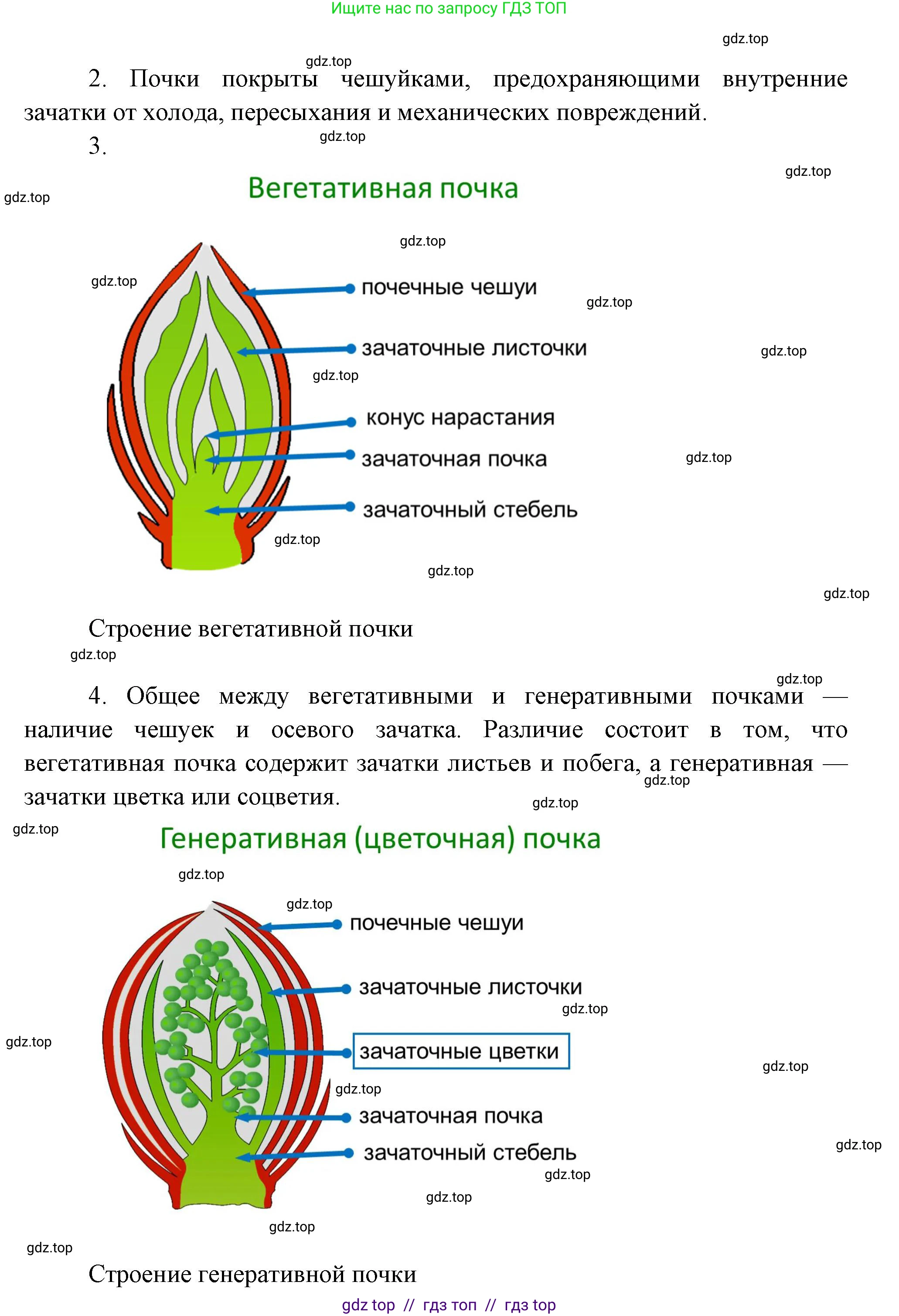Биология, 6 класс Учебник, авторы: Пасечник Владимир Васильевич, Суматохин Сергей Витальевич, Гапонюк Зоя Георгиевна, Швецов Глеб Геннадьевич, издательство Просвещение, Москва, 2023, белого цвета, страница 55, Решение 3 (продолжение 3)