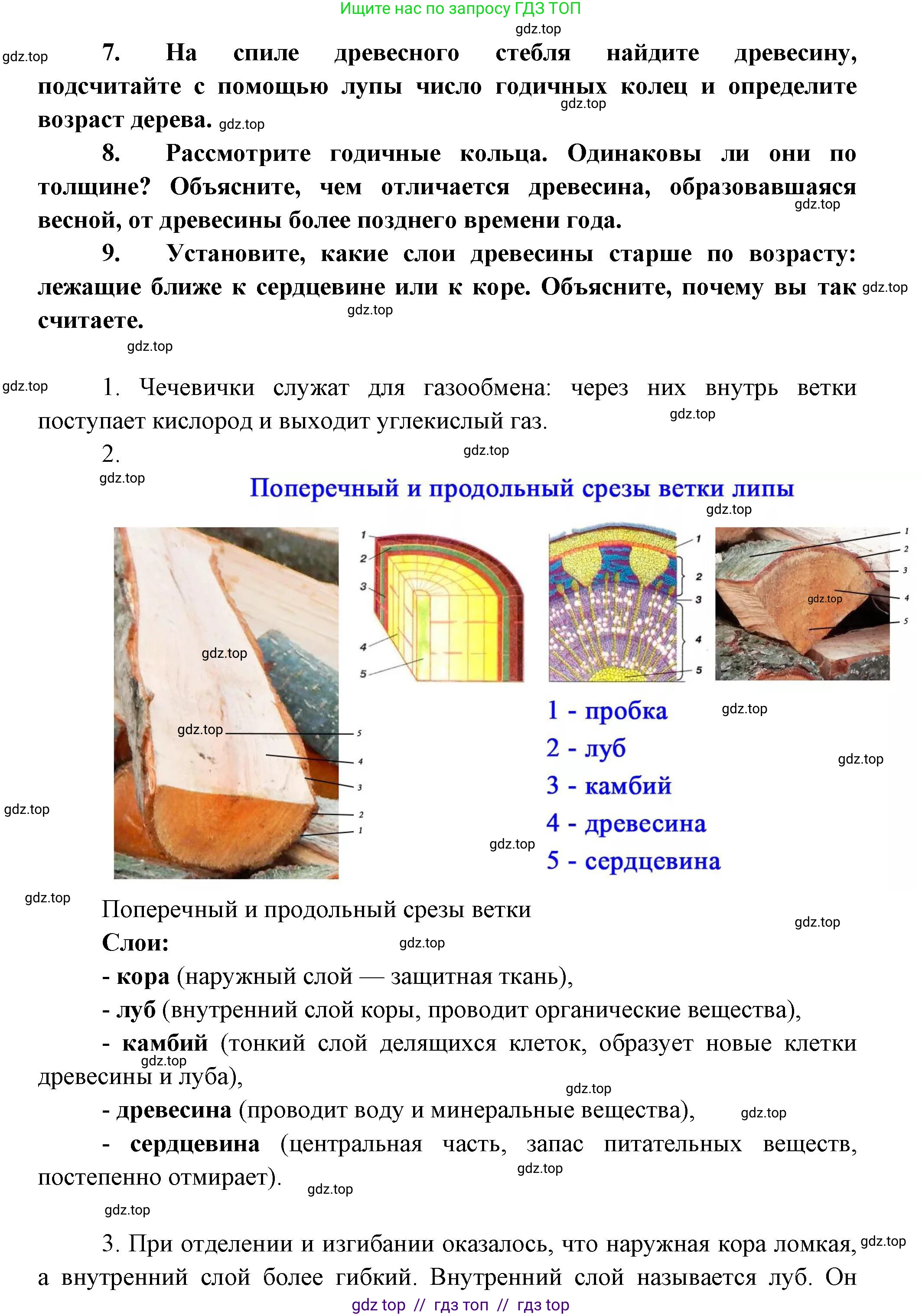 Биология, 6 класс Учебник, авторы: Пасечник Владимир Васильевич, Суматохин Сергей Витальевич, Гапонюк Зоя Георгиевна, Швецов Глеб Геннадьевич, издательство Просвещение, Москва, 2023, белого цвета, страница 60, Решение 3 (продолжение 2)
