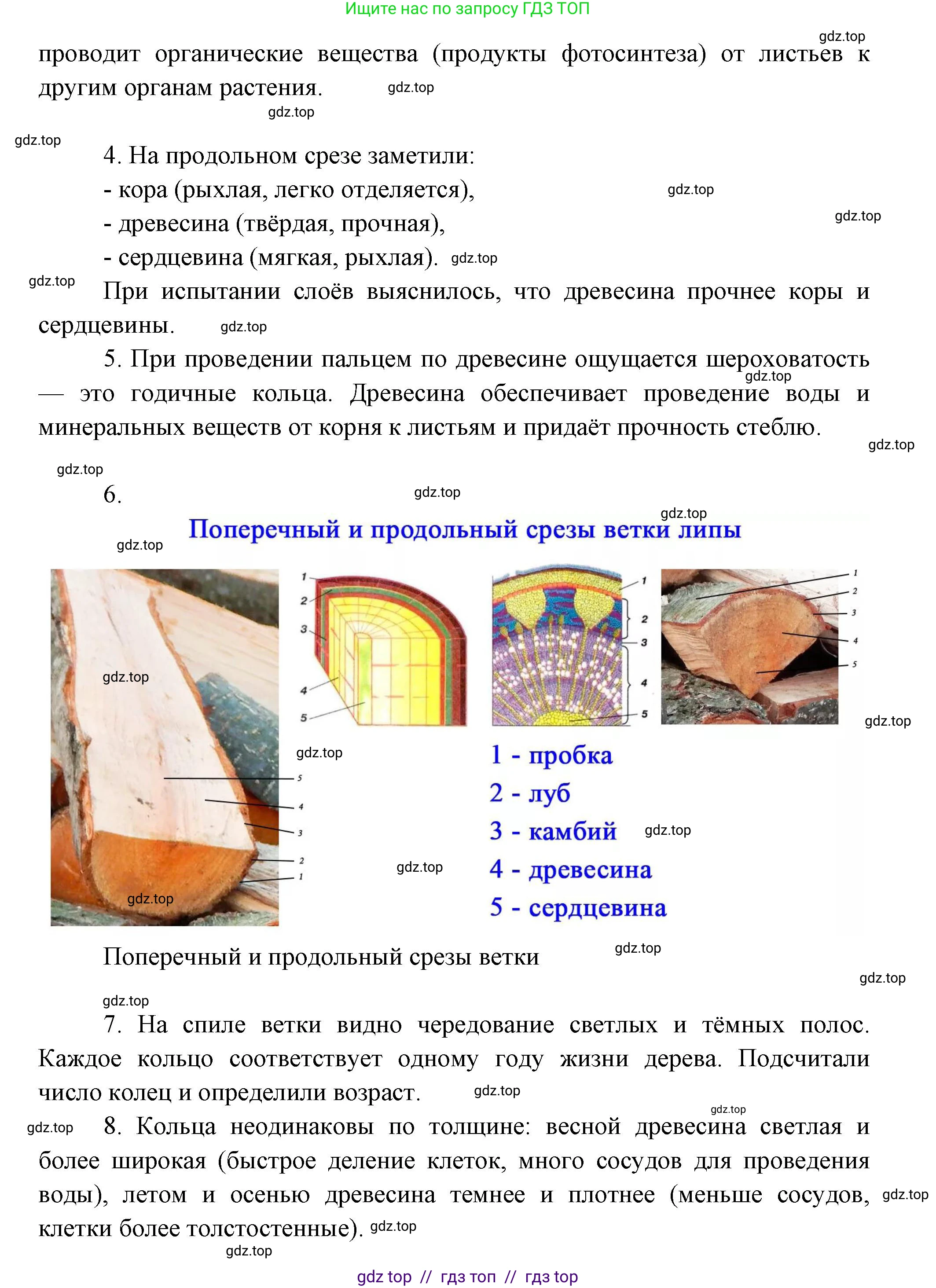 Биология, 6 класс Учебник, авторы: Пасечник Владимир Васильевич, Суматохин Сергей Витальевич, Гапонюк Зоя Георгиевна, Швецов Глеб Геннадьевич, издательство Просвещение, Москва, 2023, белого цвета, страница 60, Решение 3 (продолжение 3)