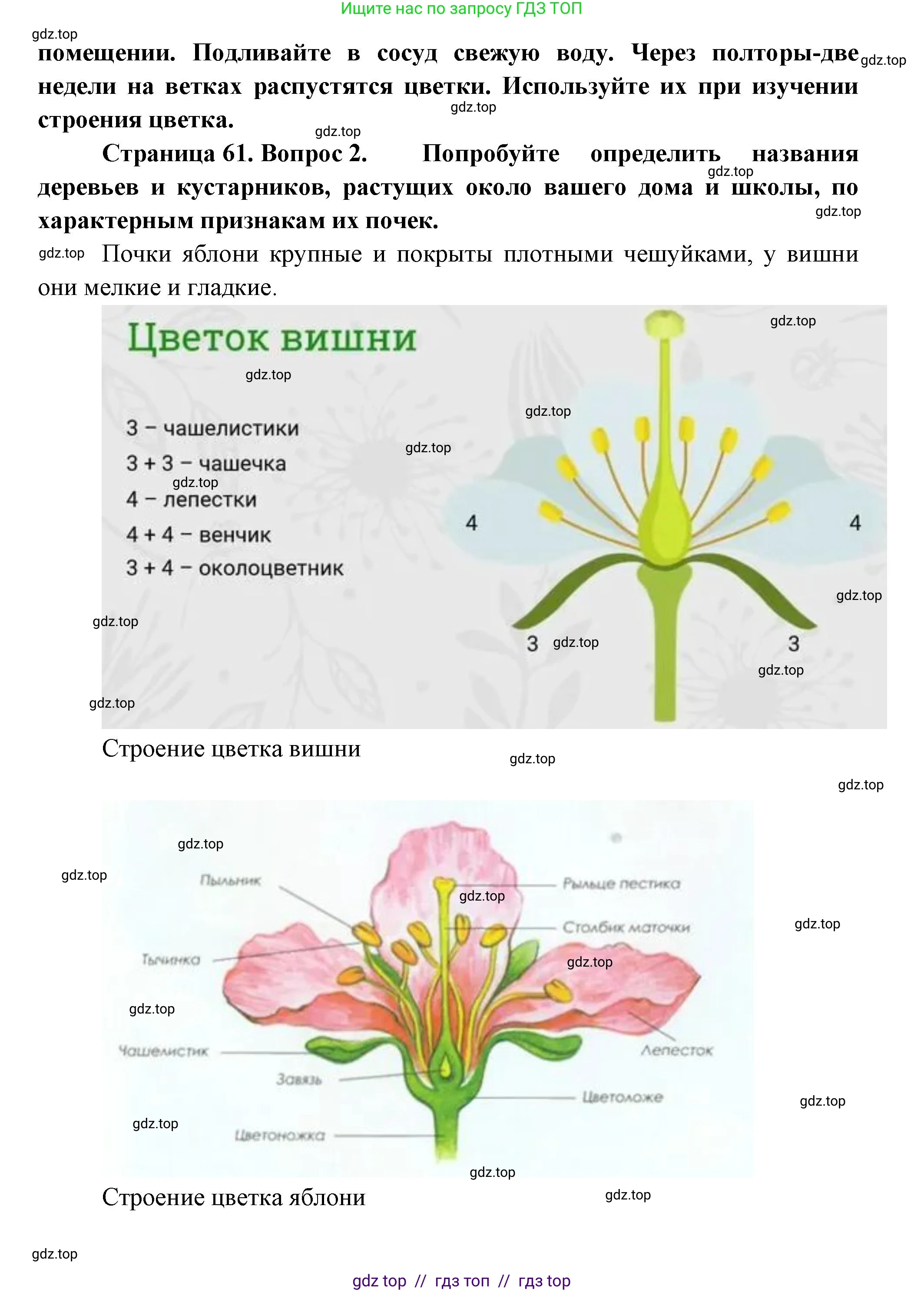 Биология, 6 класс Учебник, авторы: Пасечник Владимир Васильевич, Суматохин Сергей Витальевич, Гапонюк Зоя Георгиевна, Швецов Глеб Геннадьевич, издательство Просвещение, Москва, 2023, белого цвета, страница 60, Решение 3 (продолжение 5)