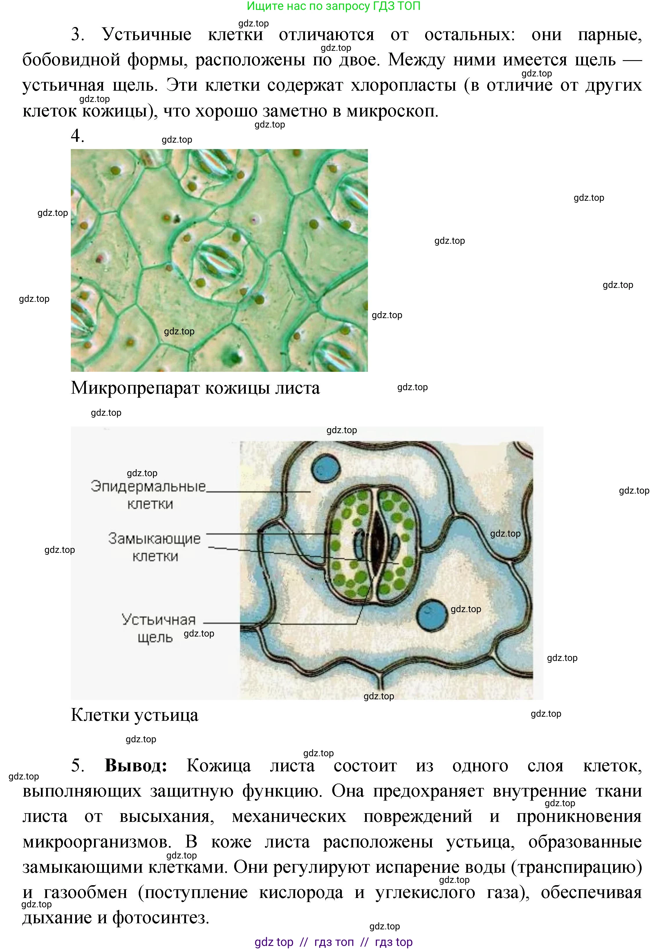 Биология, 6 класс Учебник, авторы: Пасечник Владимир Васильевич, Суматохин Сергей Витальевич, Гапонюк Зоя Георгиевна, Швецов Глеб Геннадьевич, издательство Просвещение, Москва, 2023, белого цвета, страница 67, Решение 3 (продолжение 3)