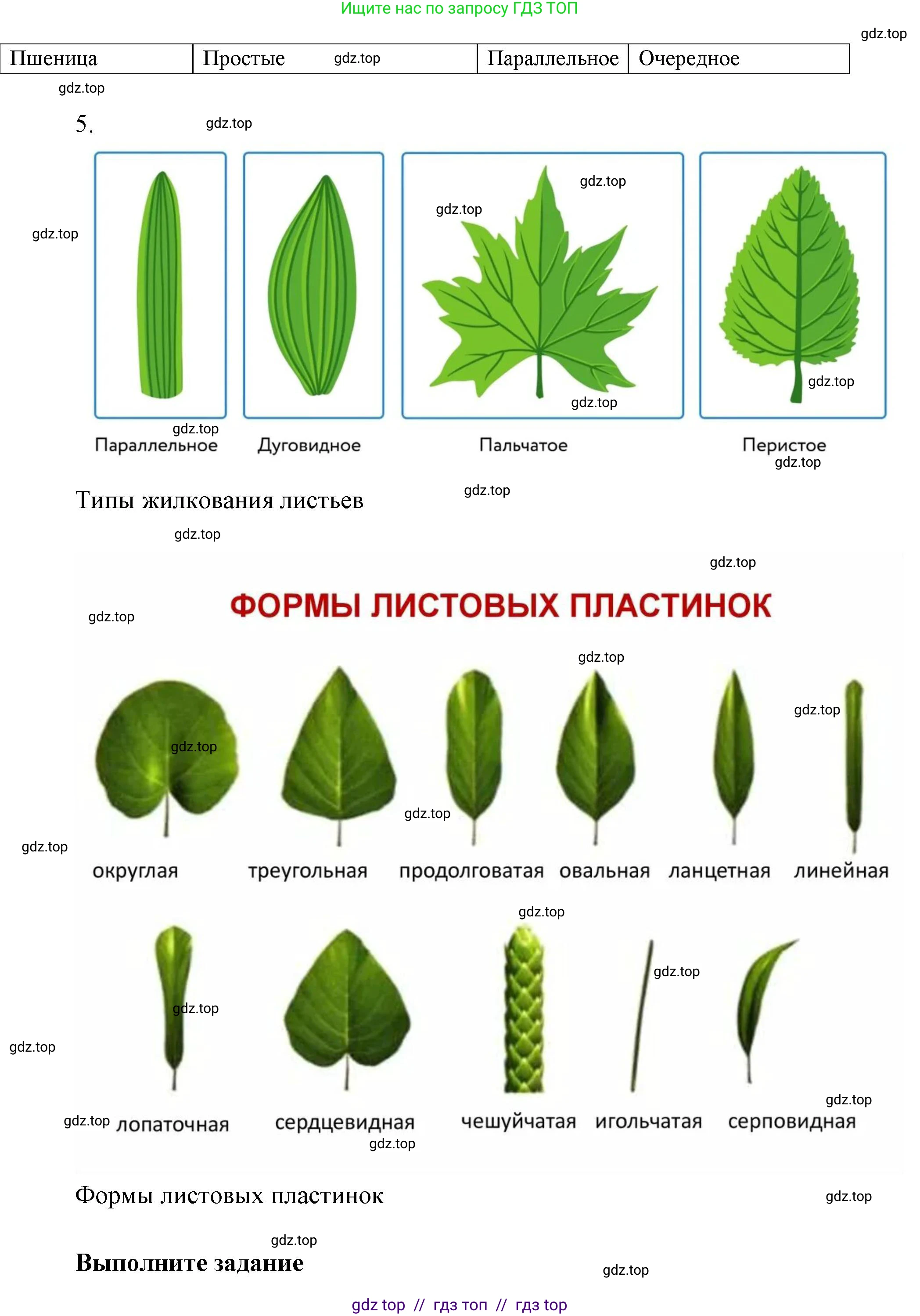Биология, 6 класс Учебник, авторы: Пасечник Владимир Васильевич, Суматохин Сергей Витальевич, Гапонюк Зоя Георгиевна, Швецов Глеб Геннадьевич, издательство Просвещение, Москва, 2023, белого цвета, страница 67, Решение 3 (продолжение 5)