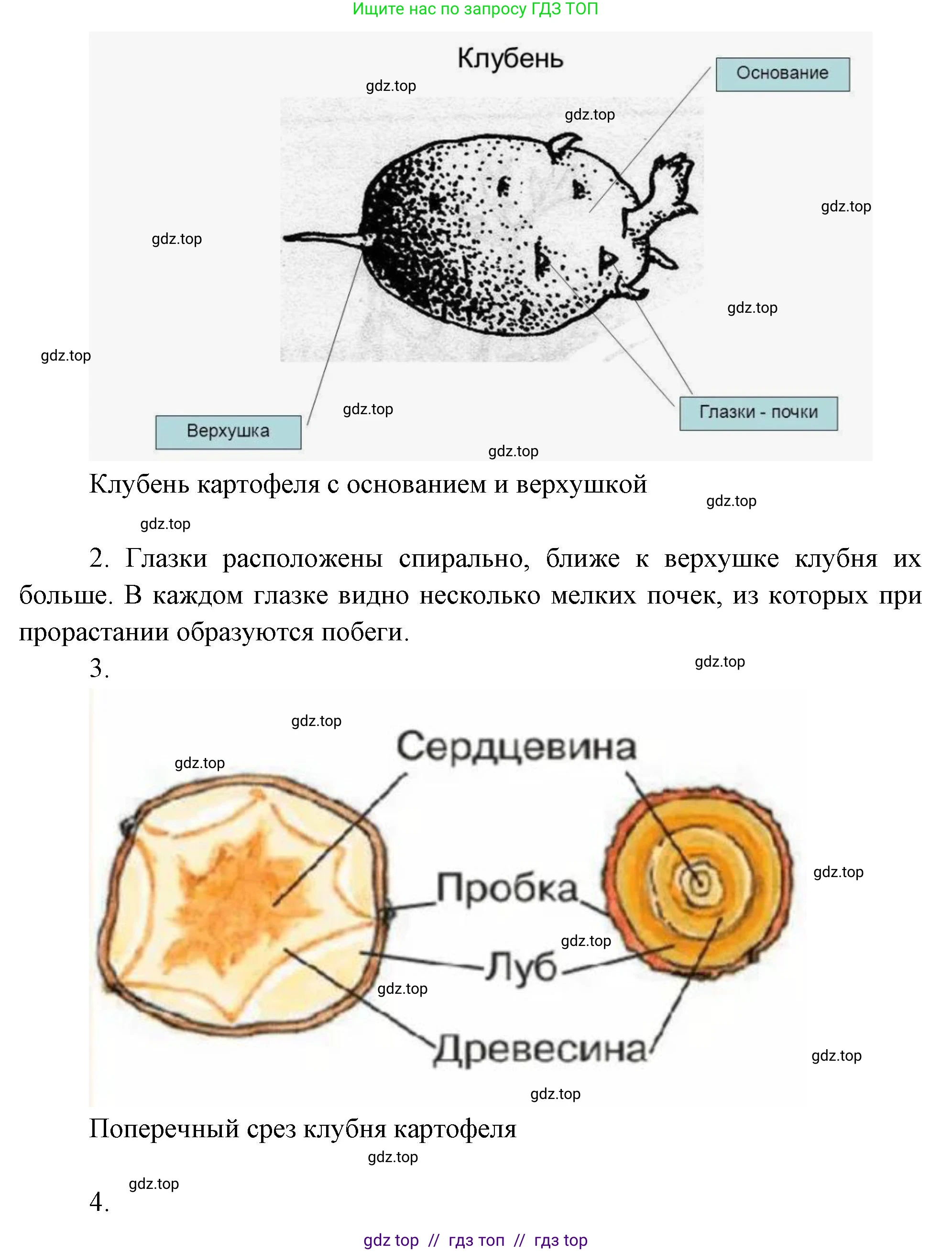 Биология, 6 класс Учебник, авторы: Пасечник Владимир Васильевич, Суматохин Сергей Витальевич, Гапонюк Зоя Георгиевна, Швецов Глеб Геннадьевич, издательство Просвещение, Москва, 2023, белого цвета, страница 73, Решение 3 (продолжение 2)