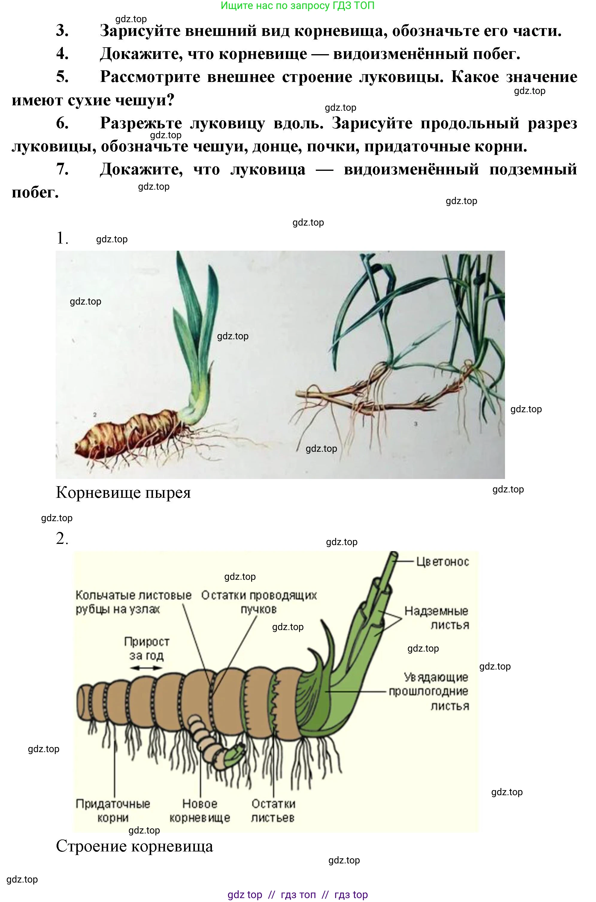 Биология, 6 класс Учебник, авторы: Пасечник Владимир Васильевич, Суматохин Сергей Витальевич, Гапонюк Зоя Георгиевна, Швецов Глеб Геннадьевич, издательство Просвещение, Москва, 2023, белого цвета, страница 73, Решение 3 (продолжение 4)