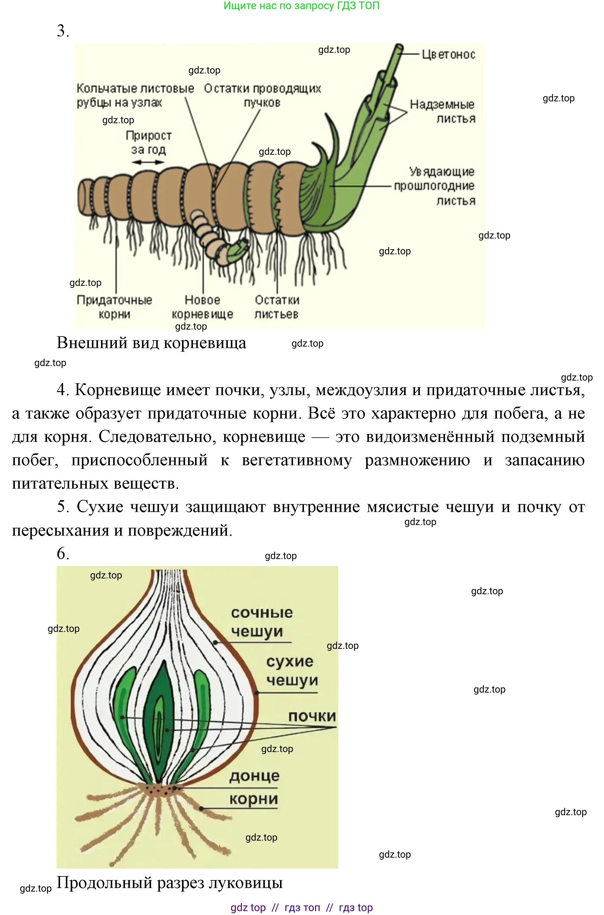 Биология, 6 класс Учебник, авторы: Пасечник Владимир Васильевич, Суматохин Сергей Витальевич, Гапонюк Зоя Георгиевна, Швецов Глеб Геннадьевич, издательство Просвещение, Москва, 2023, белого цвета, страница 73, Решение 3 (продолжение 5)
