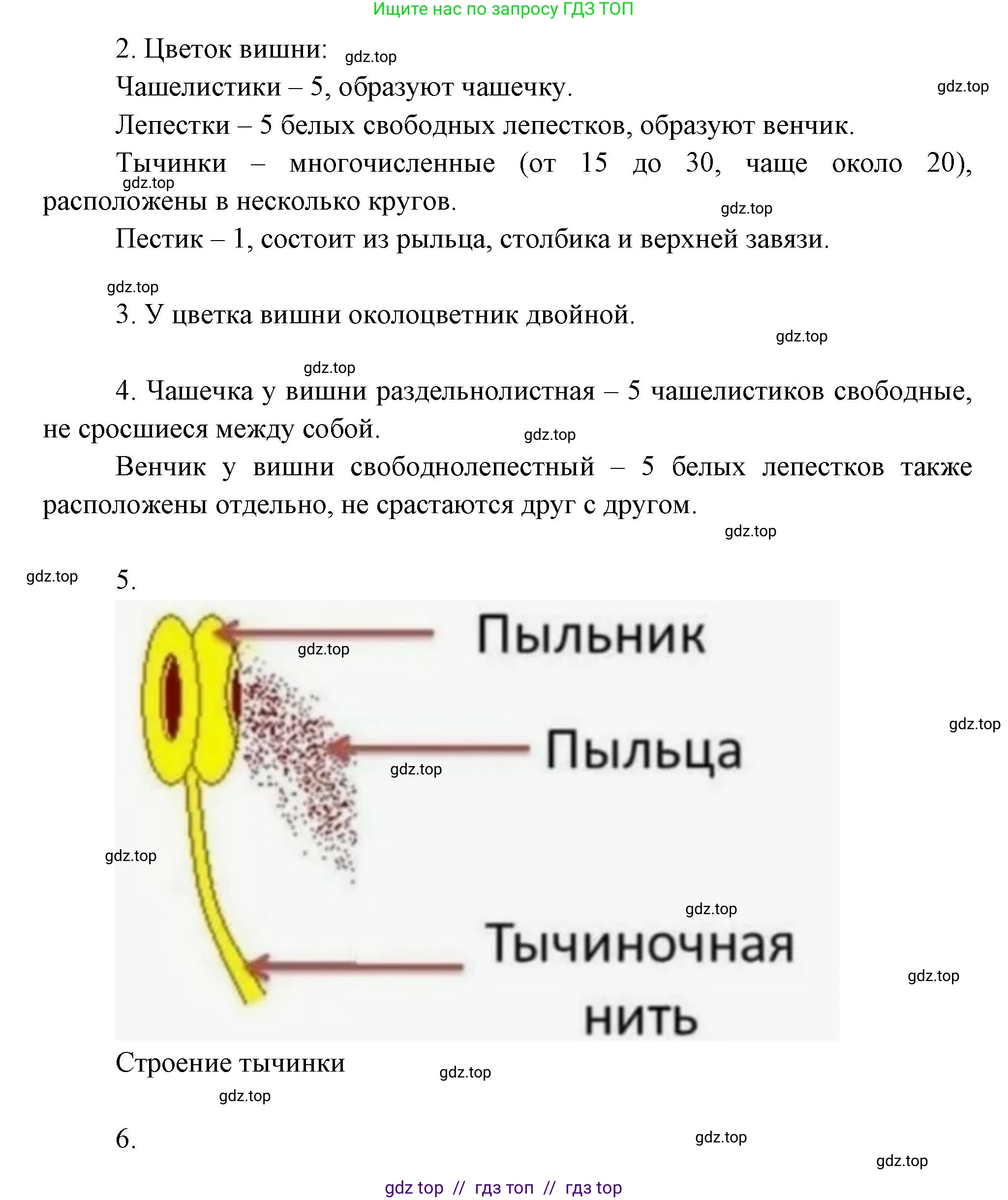 Биология, 6 класс Учебник, авторы: Пасечник Владимир Васильевич, Суматохин Сергей Витальевич, Гапонюк Зоя Георгиевна, Швецов Глеб Геннадьевич, издательство Просвещение, Москва, 2023, белого цвета, страница 77, Решение 3 (продолжение 2)