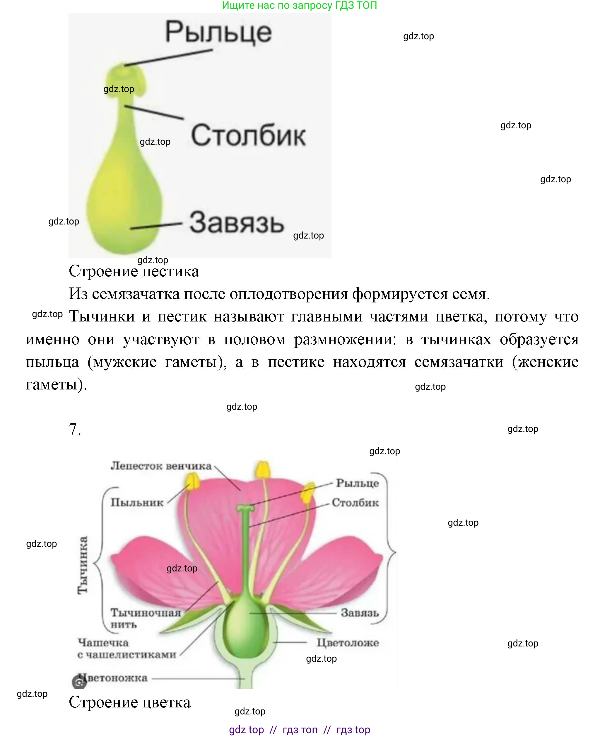 Биология, 6 класс Учебник, авторы: Пасечник Владимир Васильевич, Суматохин Сергей Витальевич, Гапонюк Зоя Георгиевна, Швецов Глеб Геннадьевич, издательство Просвещение, Москва, 2023, белого цвета, страница 77, Решение 3 (продолжение 3)