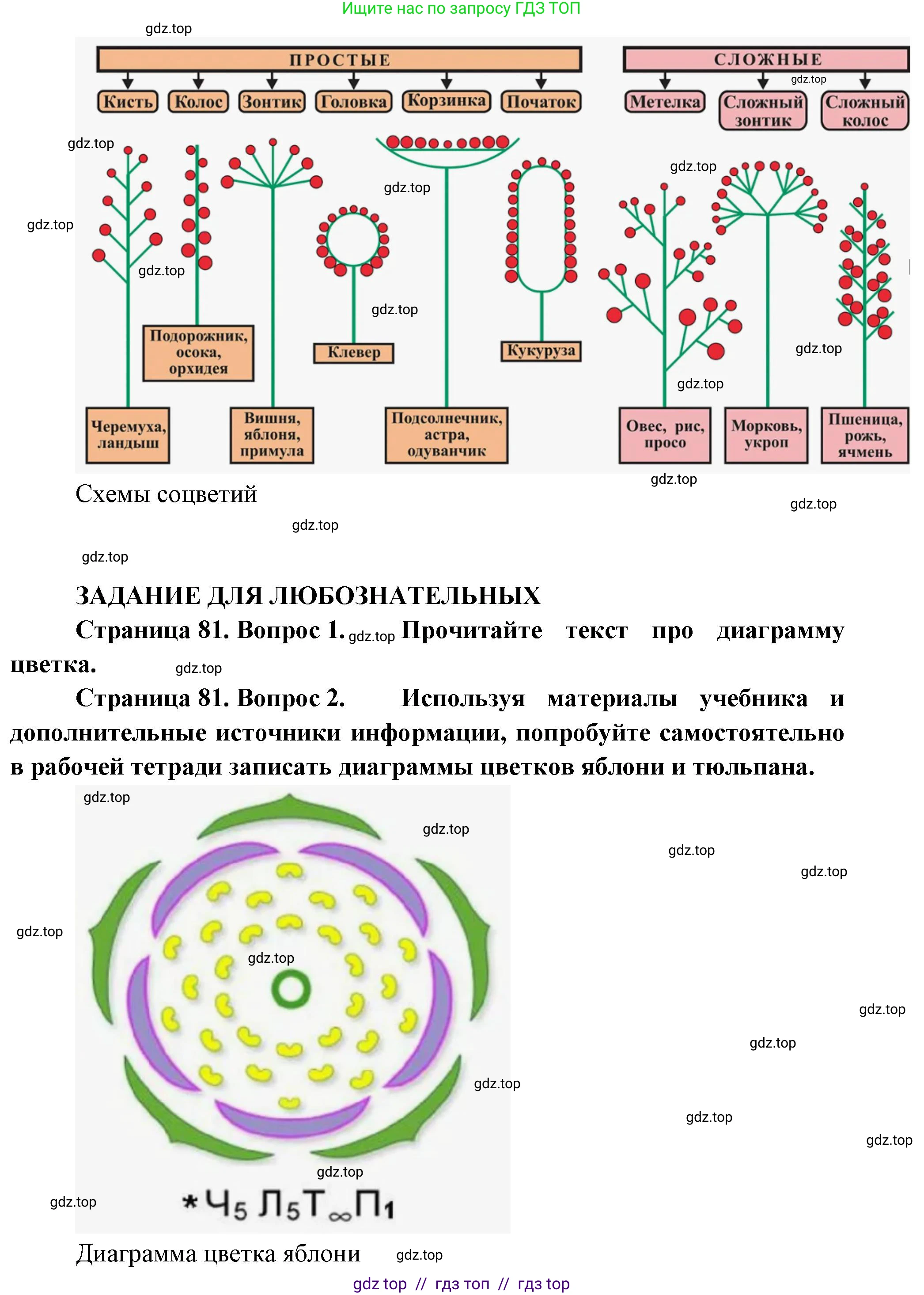 Биология, 6 класс Учебник, авторы: Пасечник Владимир Васильевич, Суматохин Сергей Витальевич, Гапонюк Зоя Георгиевна, Швецов Глеб Геннадьевич, издательство Просвещение, Москва, 2023, белого цвета, страница 80, Решение 3 (продолжение 2)