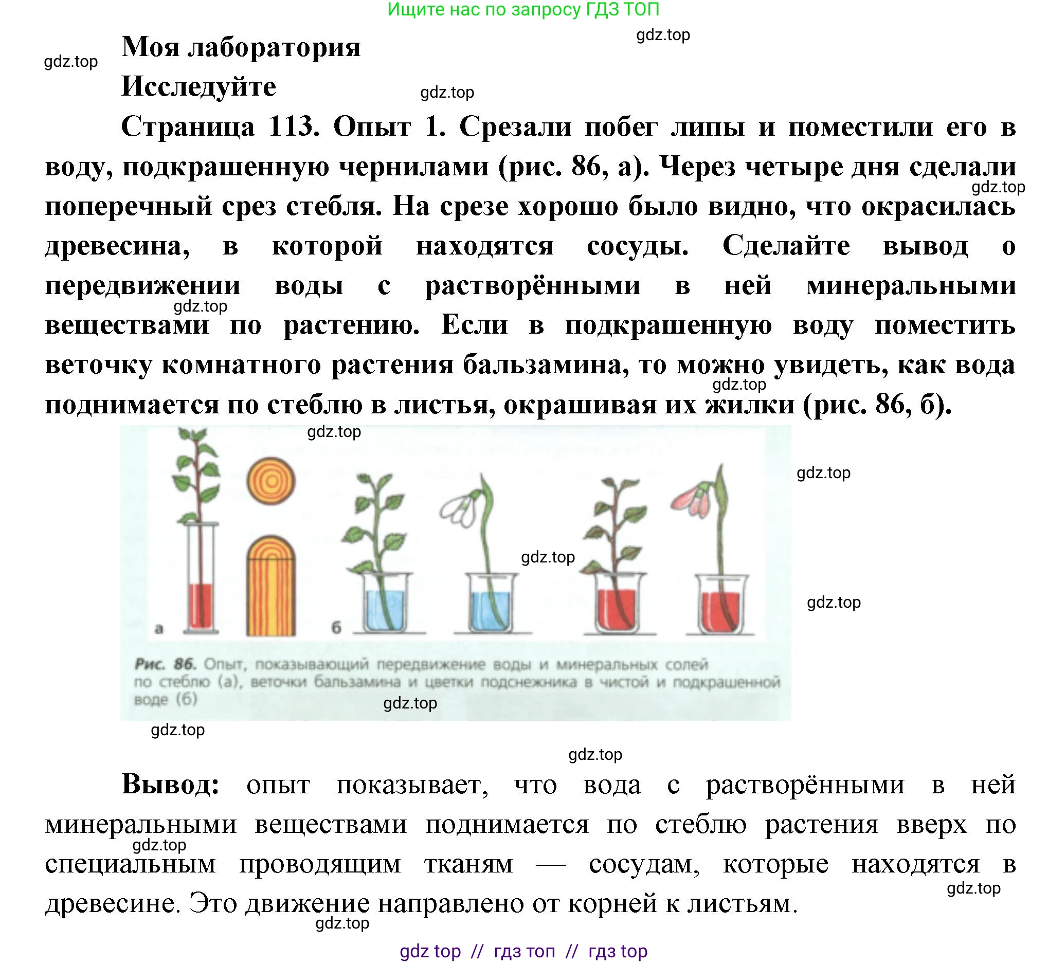Биология, 6 класс Учебник, авторы: Пасечник Владимир Васильевич, Суматохин Сергей Витальевич, Гапонюк Зоя Георгиевна, Швецов Глеб Геннадьевич, издательство Просвещение, Москва, 2023, белого цвета, страница 113, Решение 3
