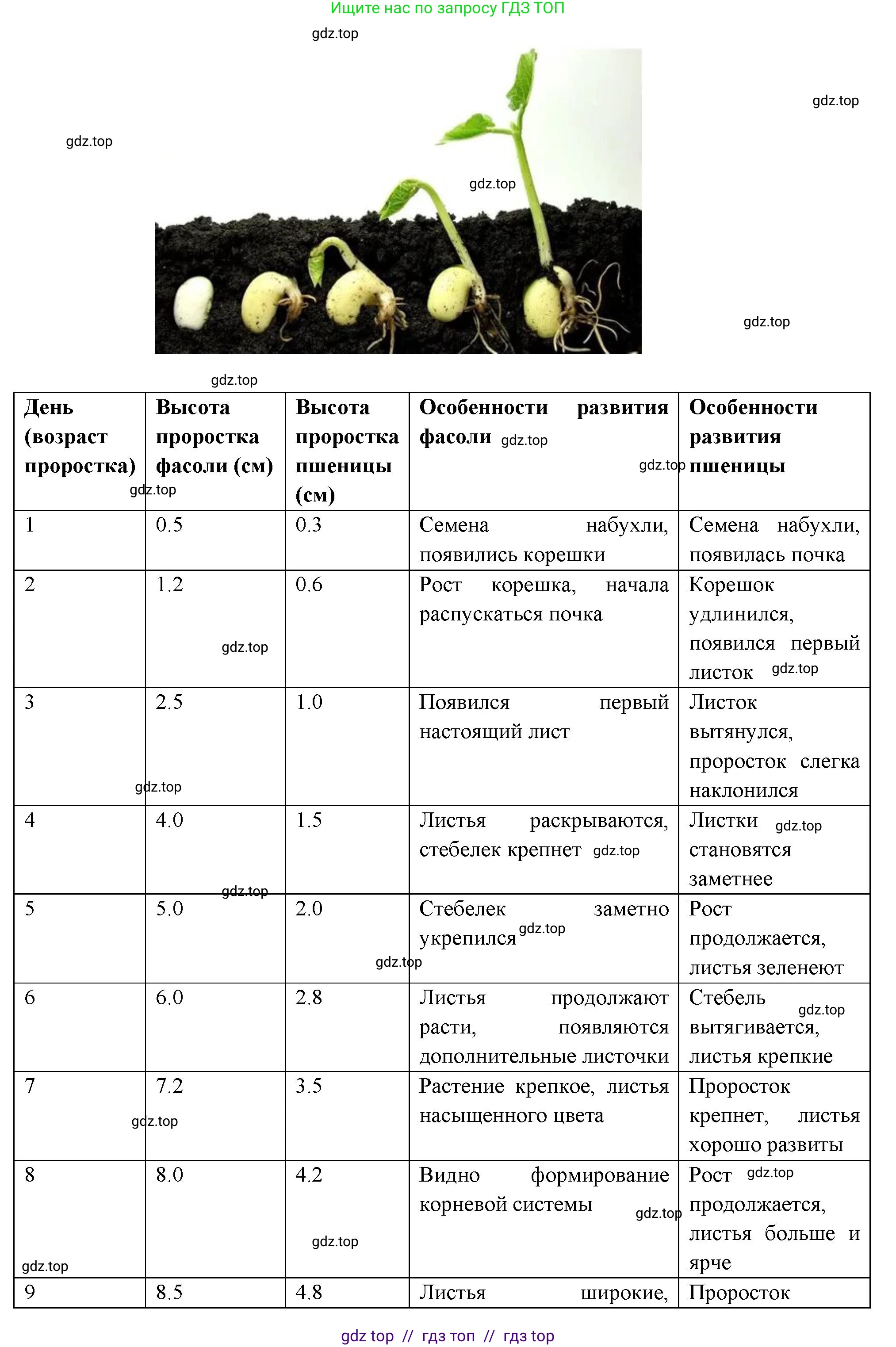 Биология, 6 класс Учебник, авторы: Пасечник Владимир Васильевич, Суматохин Сергей Витальевич, Гапонюк Зоя Георгиевна, Швецов Глеб Геннадьевич, издательство Просвещение, Москва, 2023, белого цвета, страница 124, Решение 3 (продолжение 4)