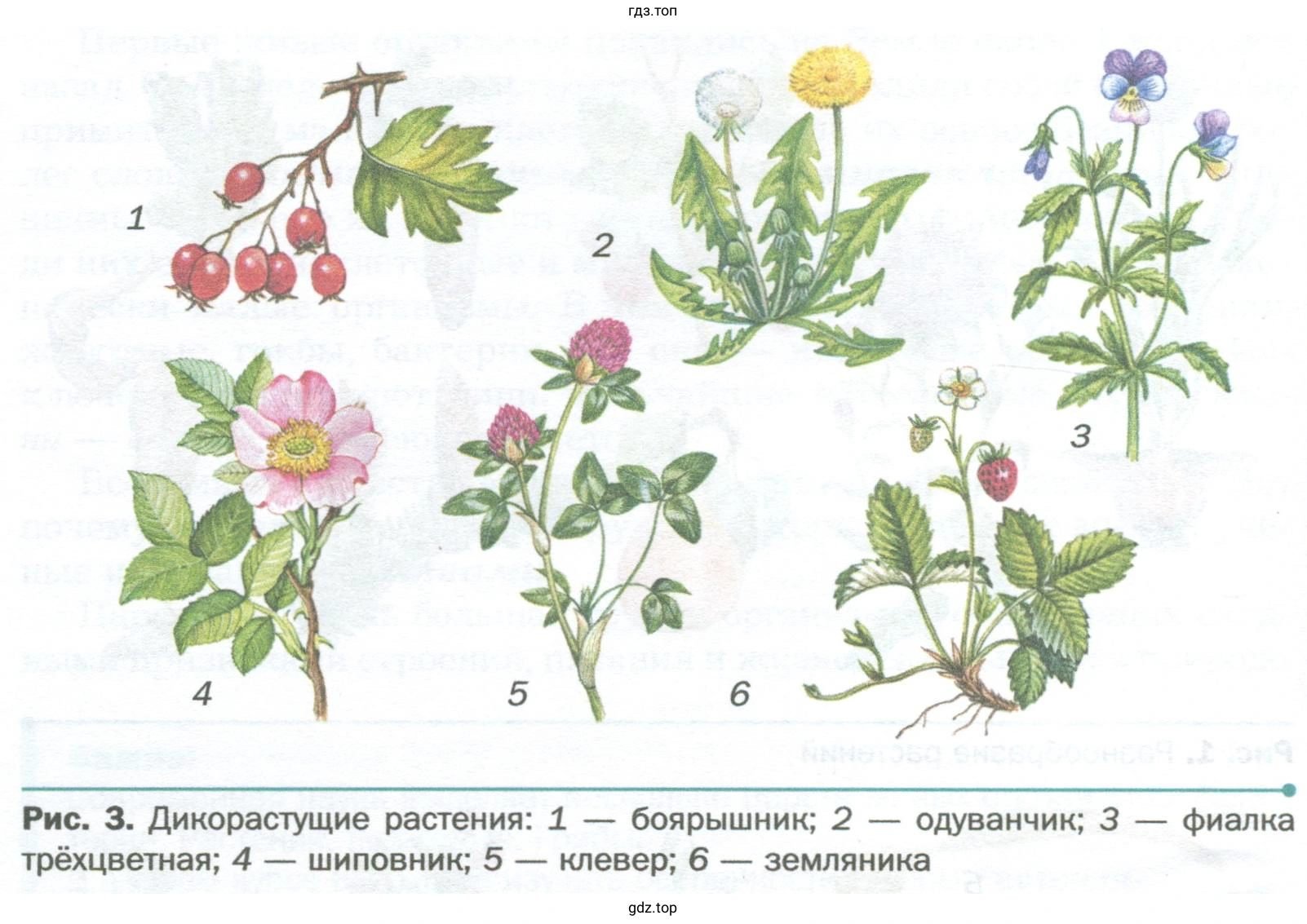 По рисункам 3 и 4 учебника найдите различие и сходство между культурными и дикорастущими растениями