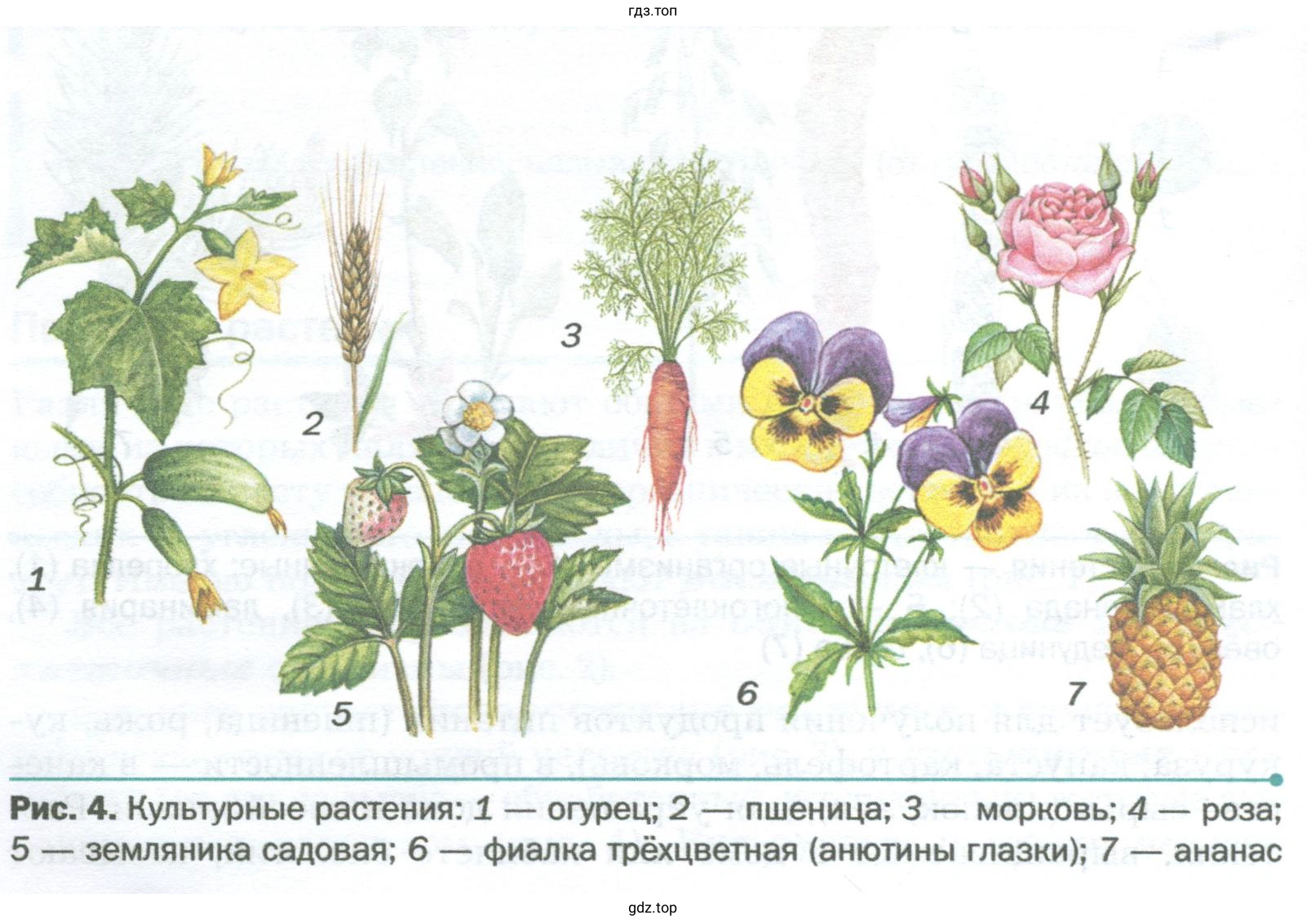 По рисункам 3 и 4 учебника найдите различие и сходство между культурными и дикорастущими растениями