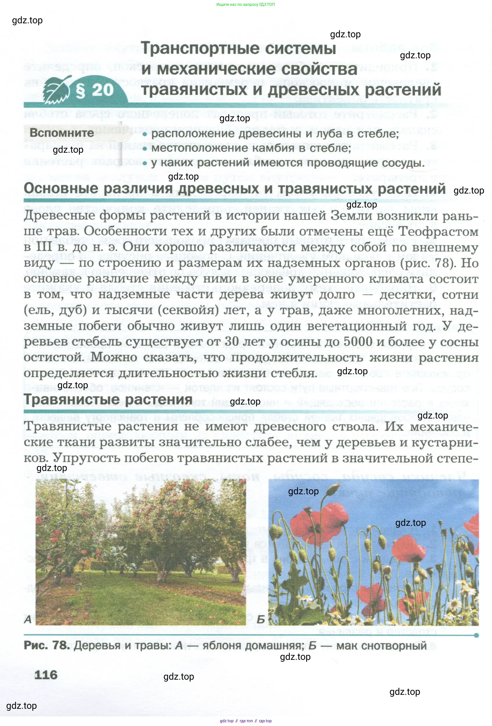 Биология, 6 класс Учебник, авторы: Пономарева Ирма Николаевна, Корнилова Ольга Анатольевна, издательство Просвещение, Москва, 2023, бирюзового цвета, страница 116