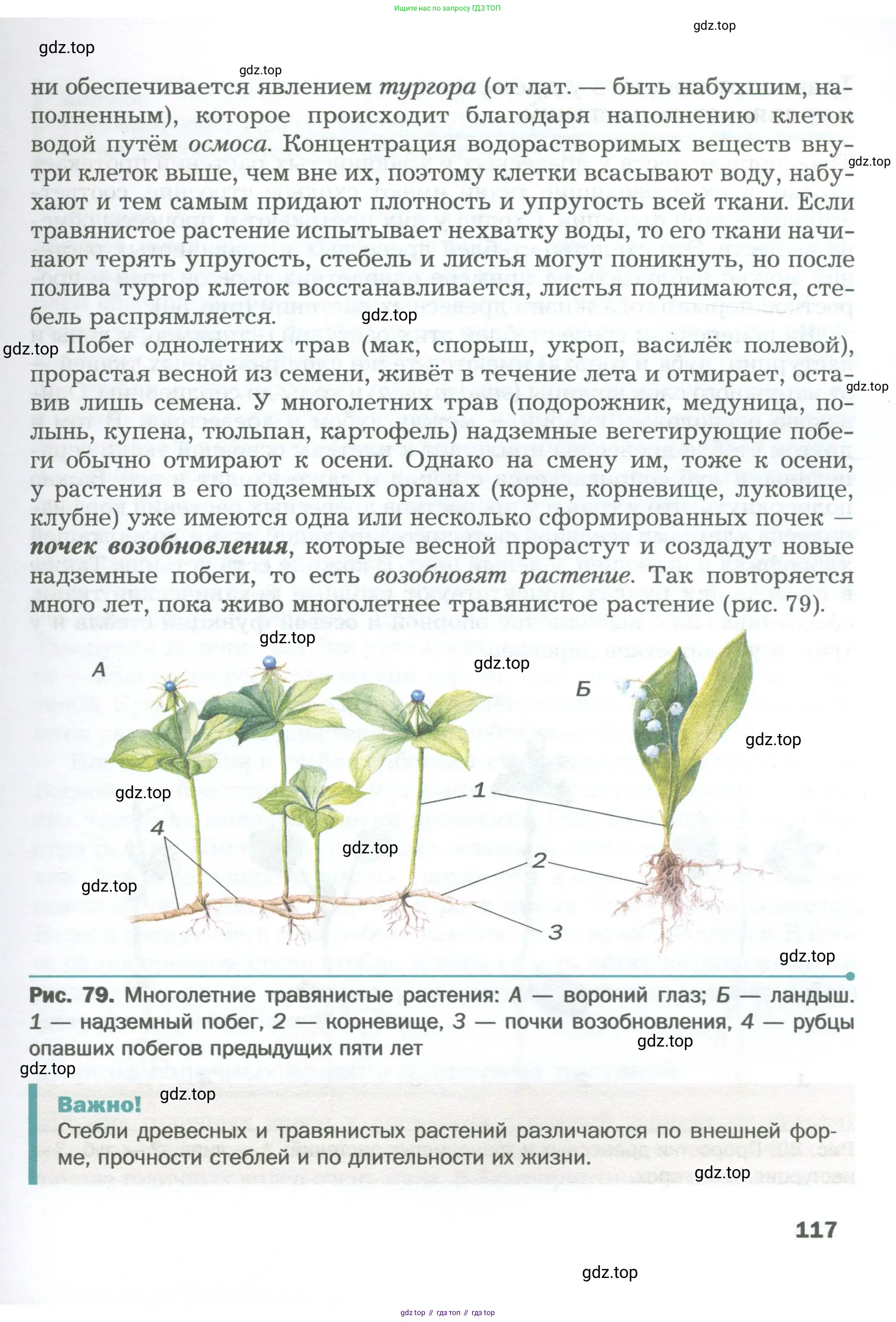 Биология, 6 класс Учебник, авторы: Пономарева Ирма Николаевна, Корнилова Ольга Анатольевна, издательство Просвещение, Москва, 2023, бирюзового цвета, страница 117