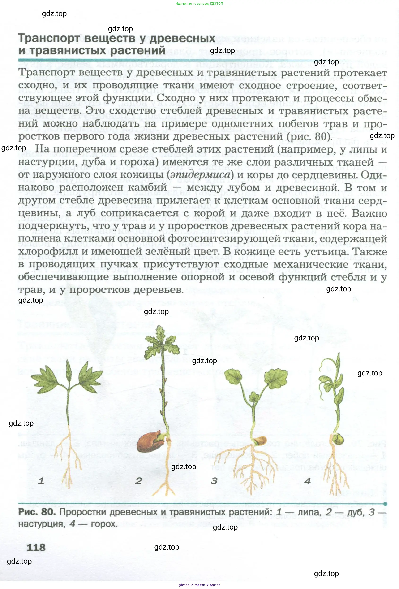 Биология, 6 класс Учебник, авторы: Пономарева Ирма Николаевна, Корнилова Ольга Анатольевна, издательство Просвещение, Москва, 2023, бирюзового цвета, страница 118