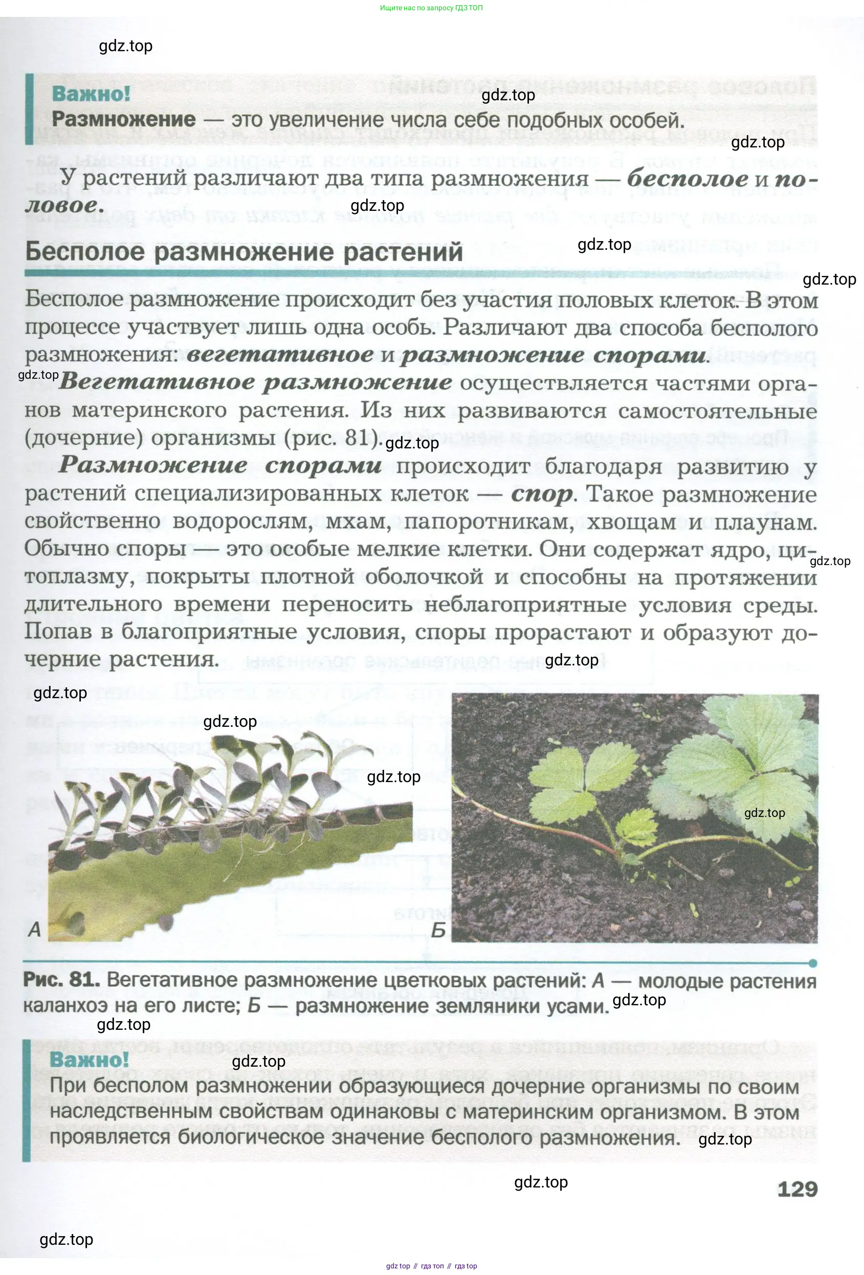 Биология, 6 класс Учебник, авторы: Пономарева Ирма Николаевна, Корнилова Ольга Анатольевна, издательство Просвещение, Москва, 2023, бирюзового цвета, страница 129