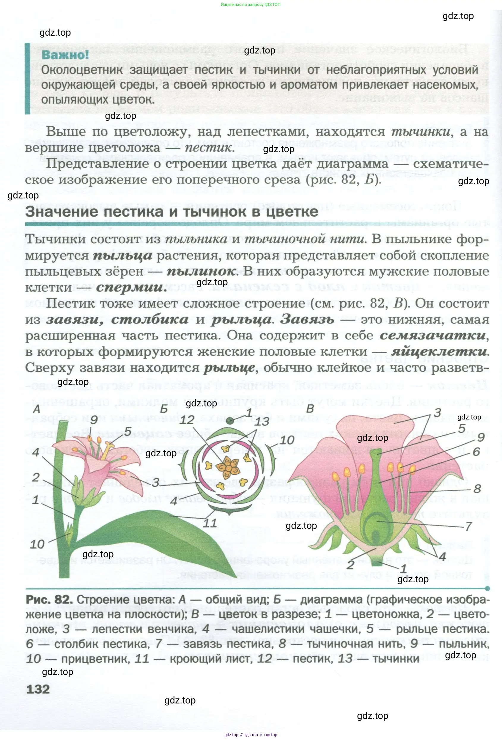 Биология, 6 класс Учебник, авторы: Пономарева Ирма Николаевна, Корнилова Ольга Анатольевна, издательство Просвещение, Москва, 2023, бирюзового цвета, страница 132