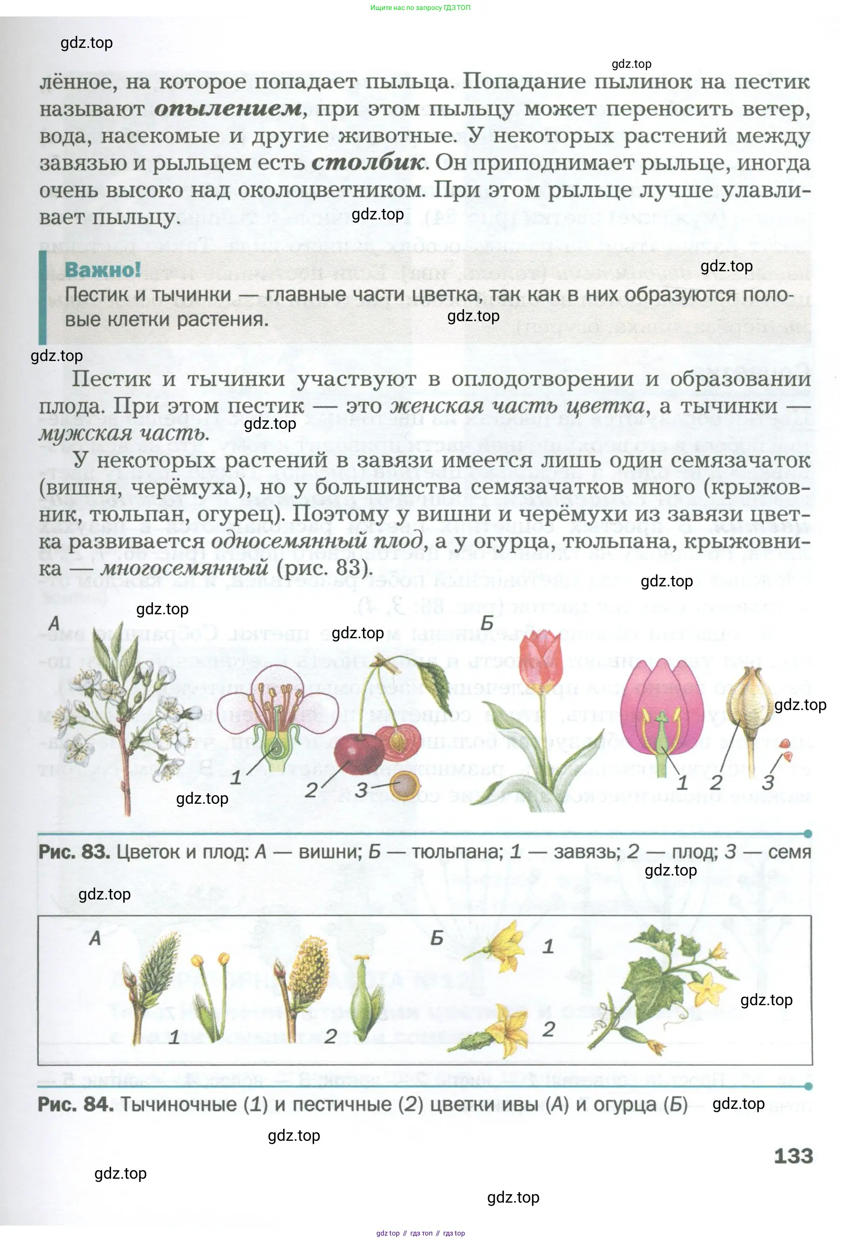 Биология, 6 класс Учебник, авторы: Пономарева Ирма Николаевна, Корнилова Ольга Анатольевна, издательство Просвещение, Москва, 2023, бирюзового цвета, страница 133