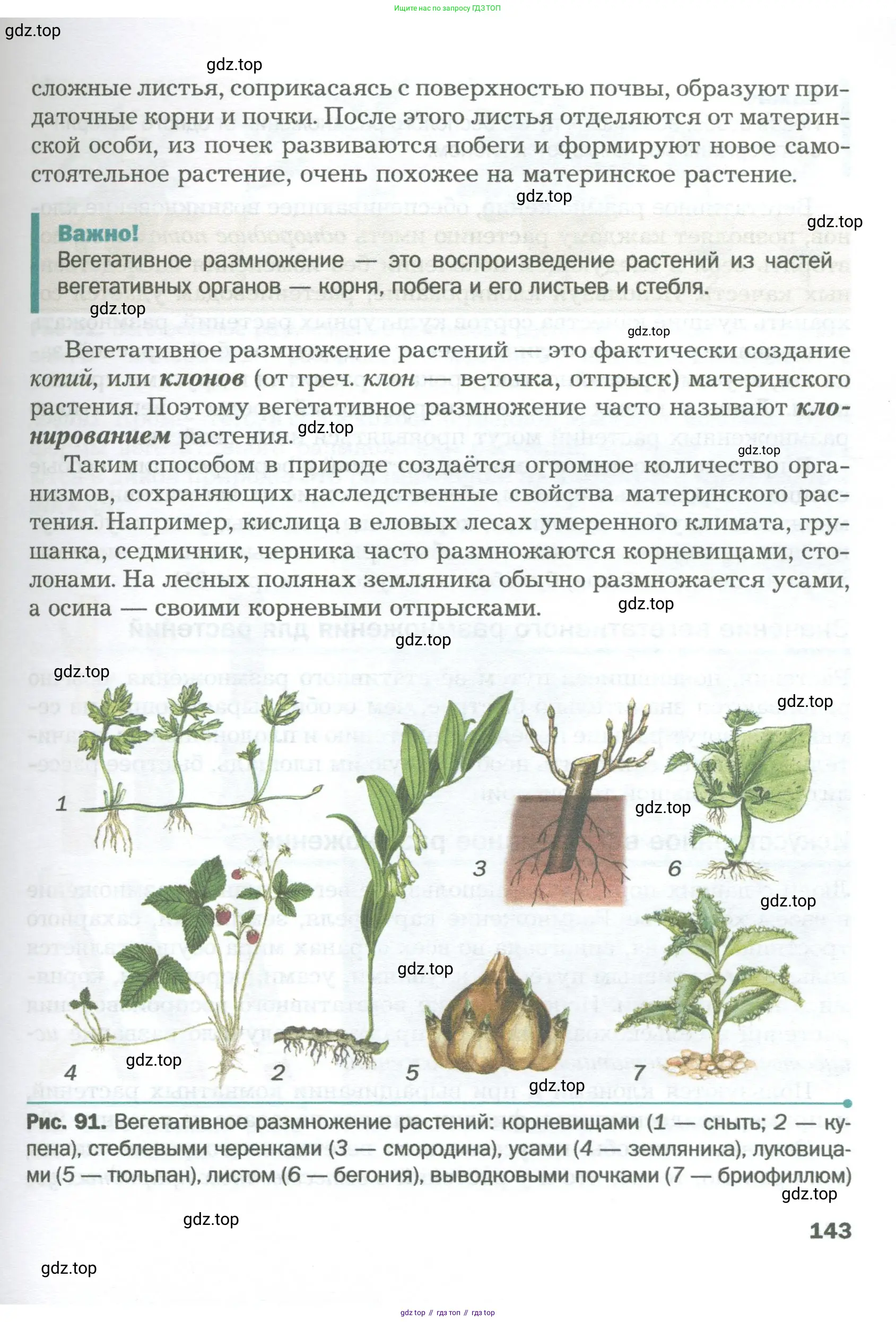 Биология, 6 класс Учебник, авторы: Пономарева Ирма Николаевна, Корнилова Ольга Анатольевна, издательство Просвещение, Москва, 2023, бирюзового цвета, страница 143
