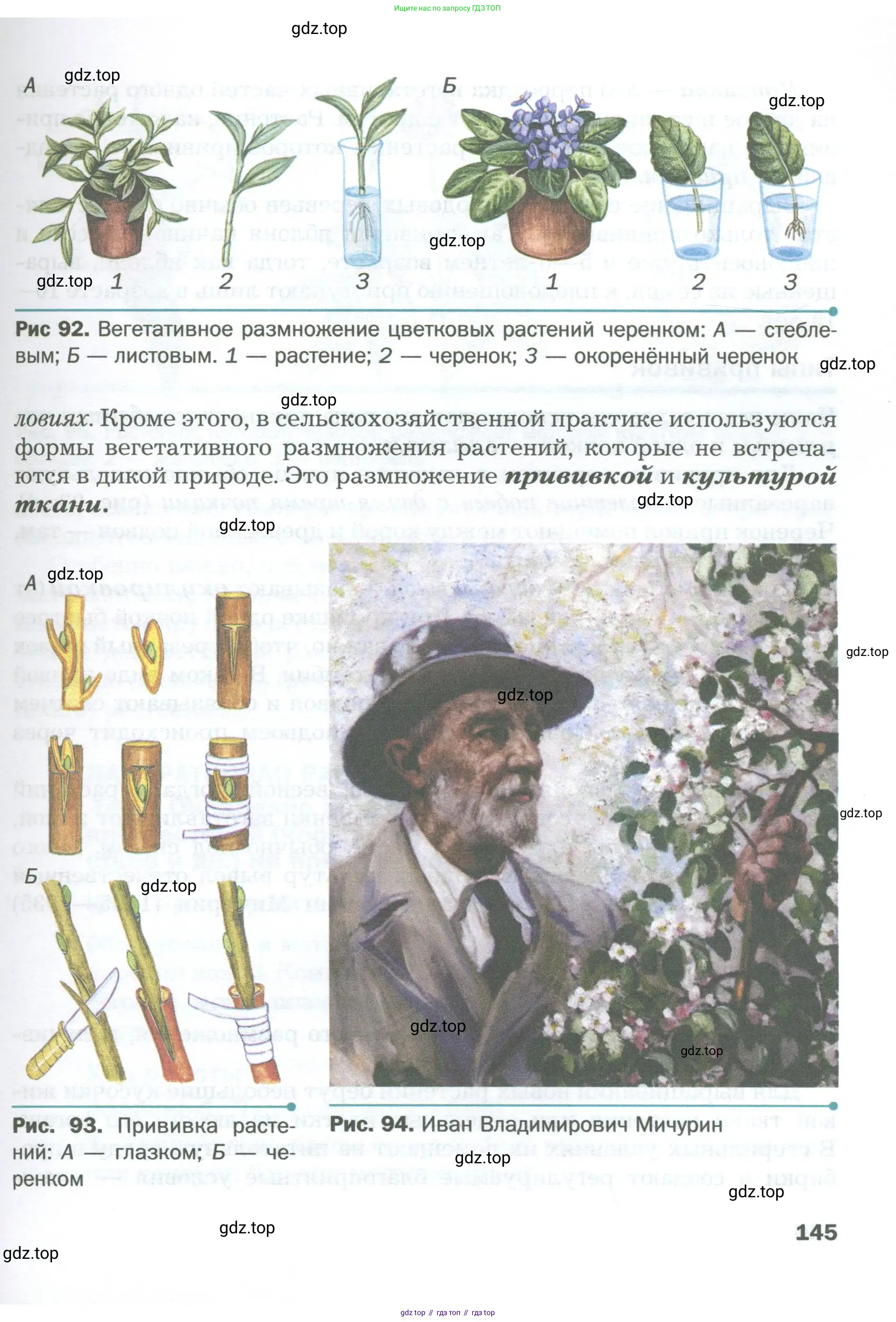 Биология, 6 класс Учебник, авторы: Пономарева Ирма Николаевна, Корнилова Ольга Анатольевна, издательство Просвещение, Москва, 2023, бирюзового цвета, страница 145