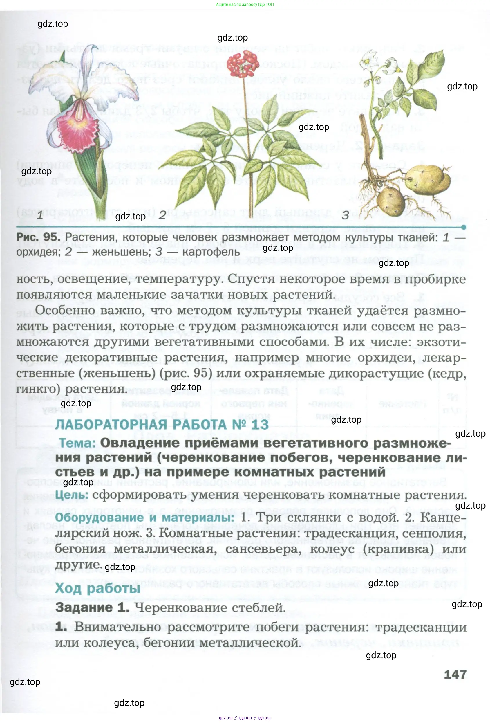 Биология, 6 класс Учебник, авторы: Пономарева Ирма Николаевна, Корнилова Ольга Анатольевна, издательство Просвещение, Москва, 2023, бирюзового цвета, страница 147