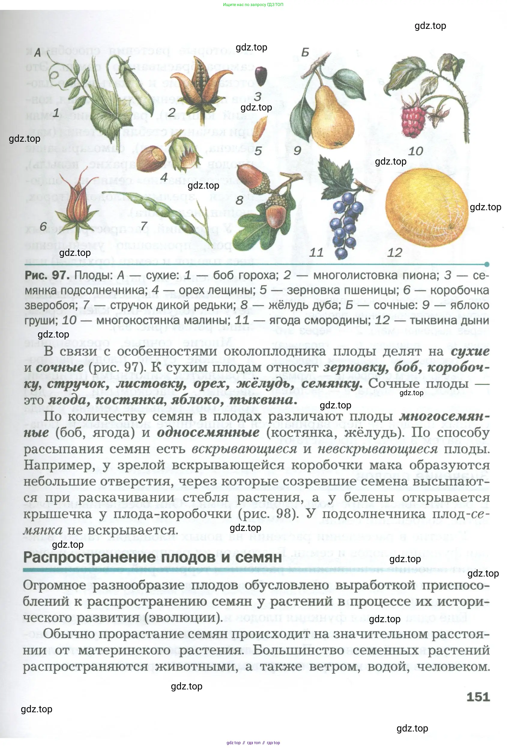 Биология, 6 класс Учебник, авторы: Пономарева Ирма Николаевна, Корнилова Ольга Анатольевна, издательство Просвещение, Москва, 2023, бирюзового цвета, страница 151