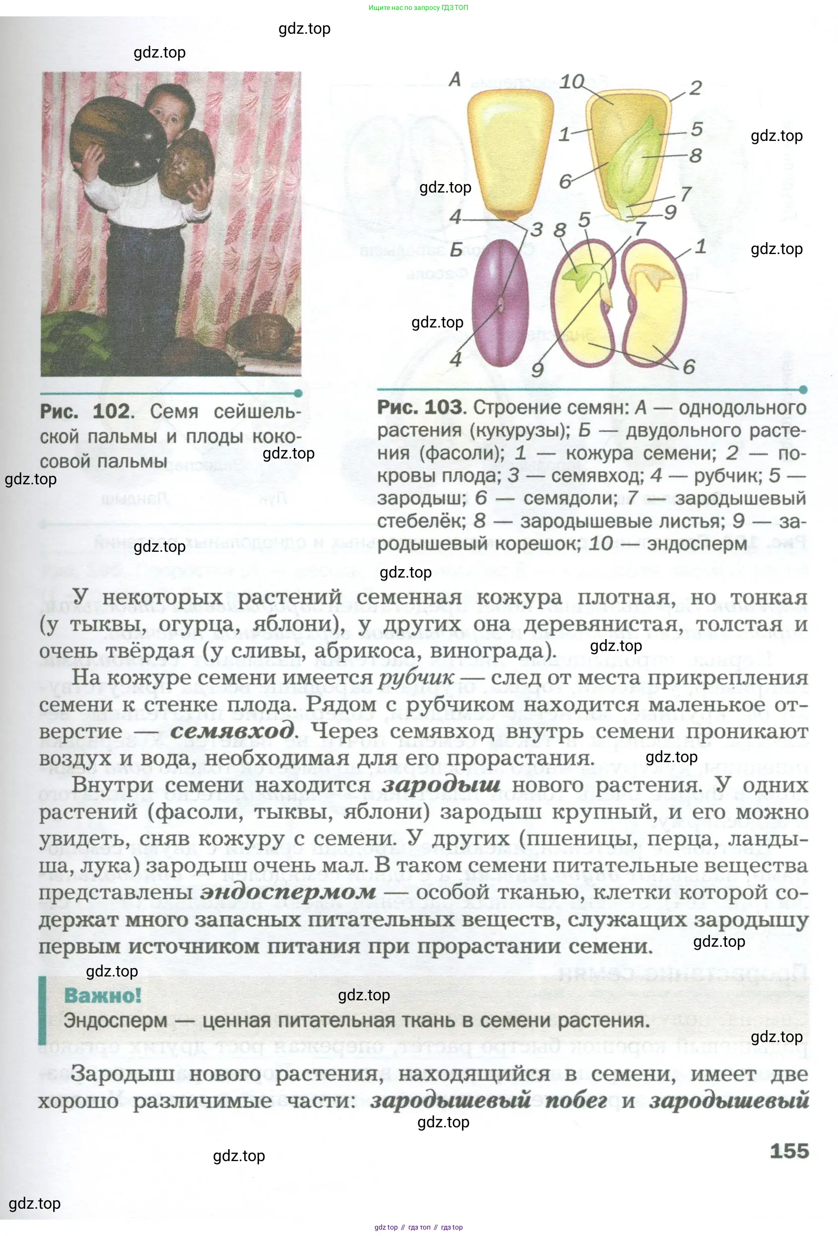 Биология, 6 класс Учебник, авторы: Пономарева Ирма Николаевна, Корнилова Ольга Анатольевна, издательство Просвещение, Москва, 2023, бирюзового цвета, страница 155