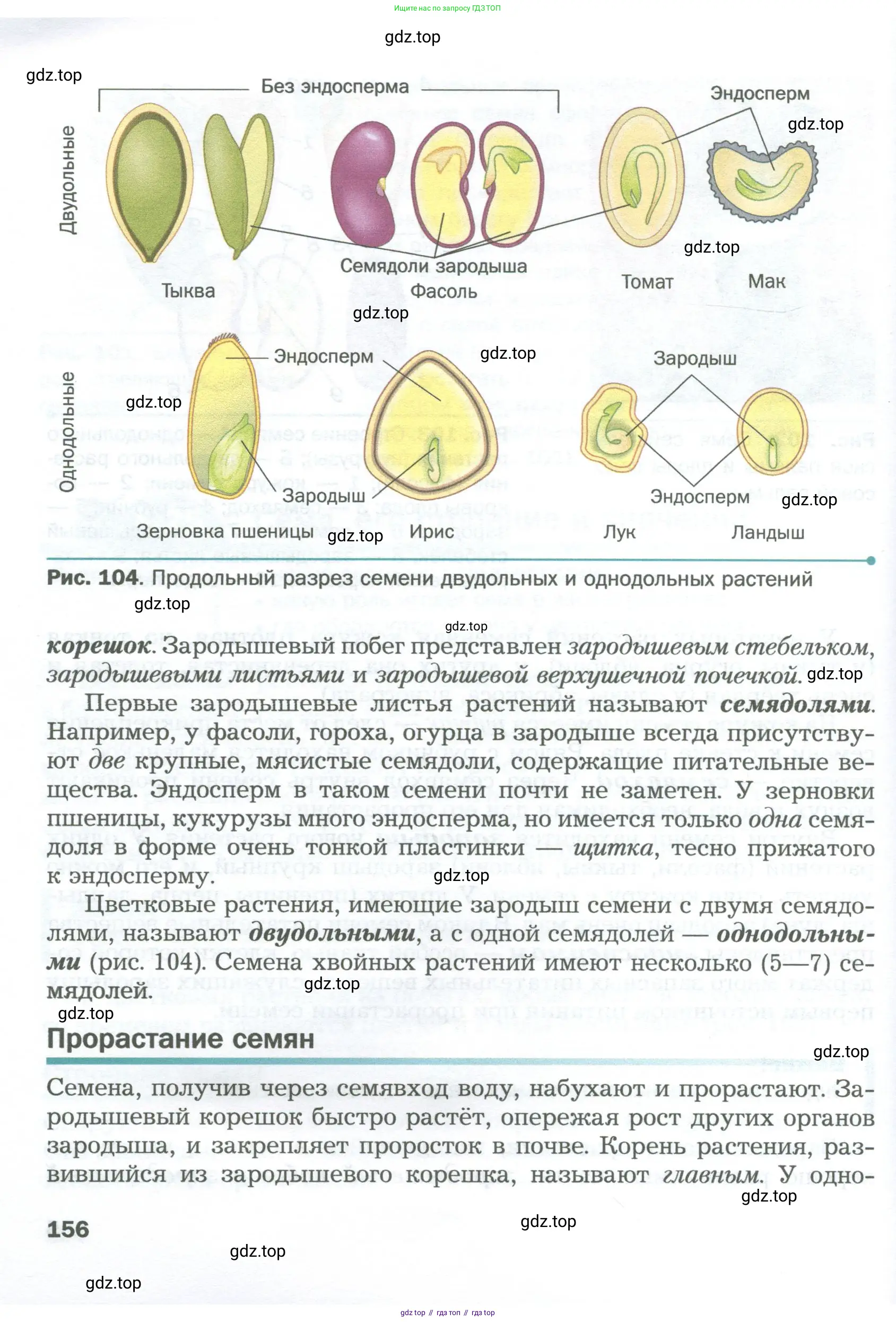 Биология, 6 класс Учебник, авторы: Пономарева Ирма Николаевна, Корнилова Ольга Анатольевна, издательство Просвещение, Москва, 2023, бирюзового цвета, страница 156
