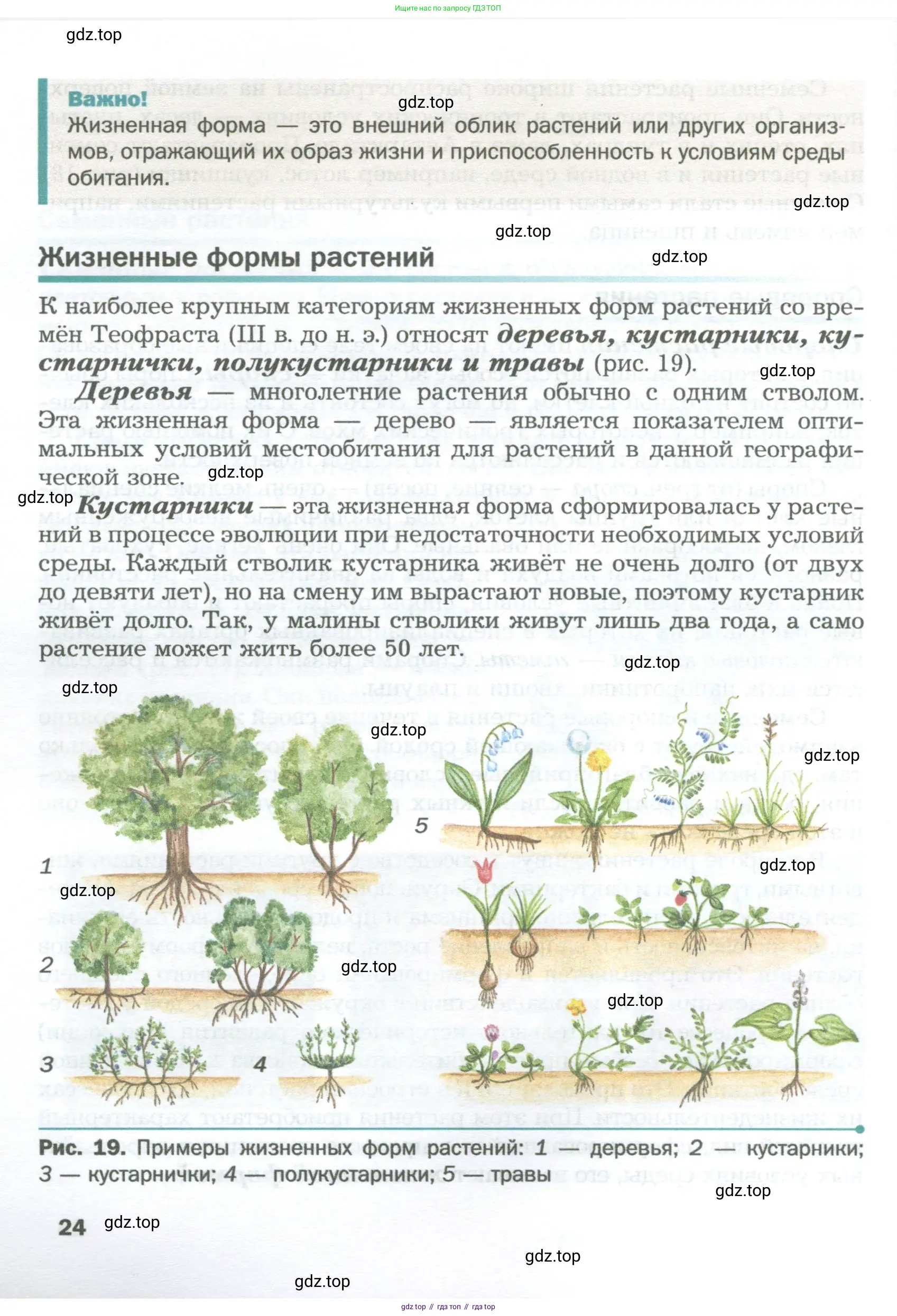 Биология, 6 класс Учебник, авторы: Пономарева Ирма Николаевна, Корнилова Ольга Анатольевна, издательство Просвещение, Москва, 2023, бирюзового цвета, страница 24