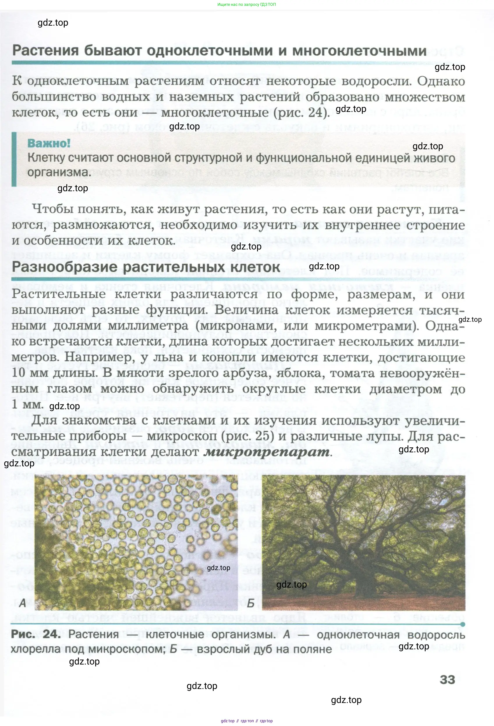 Биология, 6 класс Учебник, авторы: Пономарева Ирма Николаевна, Корнилова Ольга Анатольевна, издательство Просвещение, Москва, 2023, бирюзового цвета, страница 33