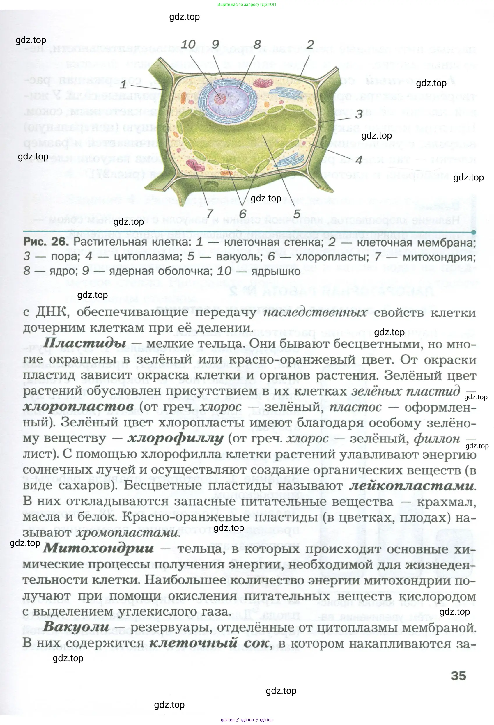 Биология, 6 класс Учебник, авторы: Пономарева Ирма Николаевна, Корнилова Ольга Анатольевна, издательство Просвещение, Москва, 2023, бирюзового цвета, страница 35