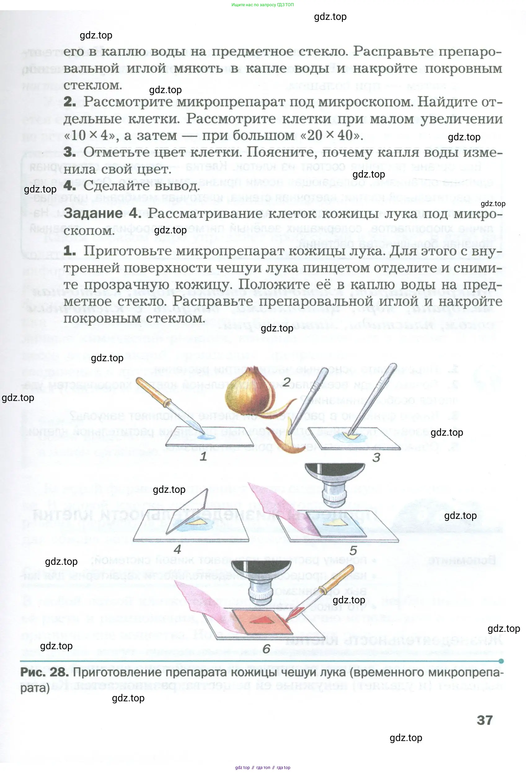 Биология, 6 класс Учебник, авторы: Пономарева Ирма Николаевна, Корнилова Ольга Анатольевна, издательство Просвещение, Москва, 2023, бирюзового цвета, страница 37