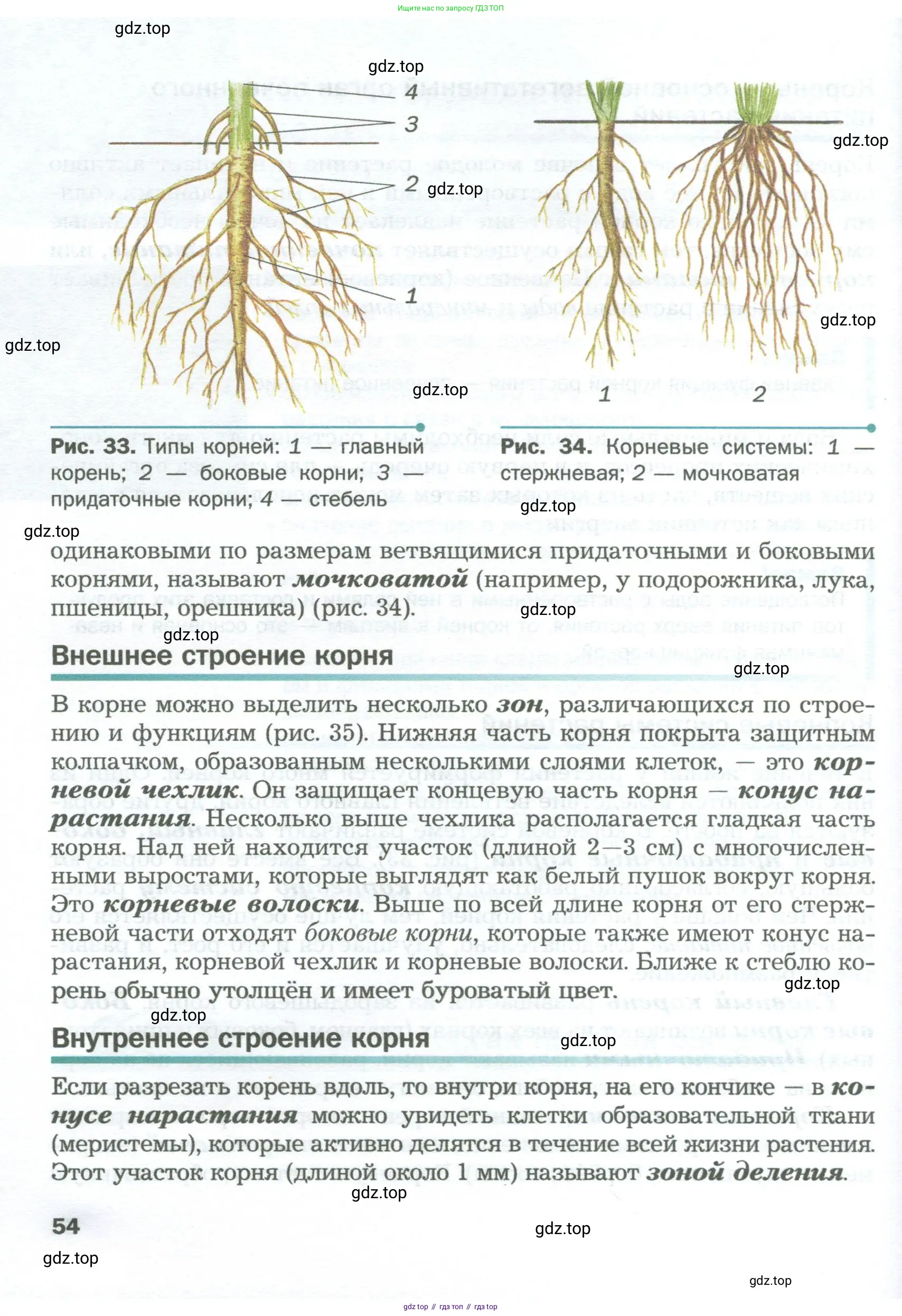 Биология, 6 класс Учебник, авторы: Пономарева Ирма Николаевна, Корнилова Ольга Анатольевна, издательство Просвещение, Москва, 2023, бирюзового цвета, страница 54