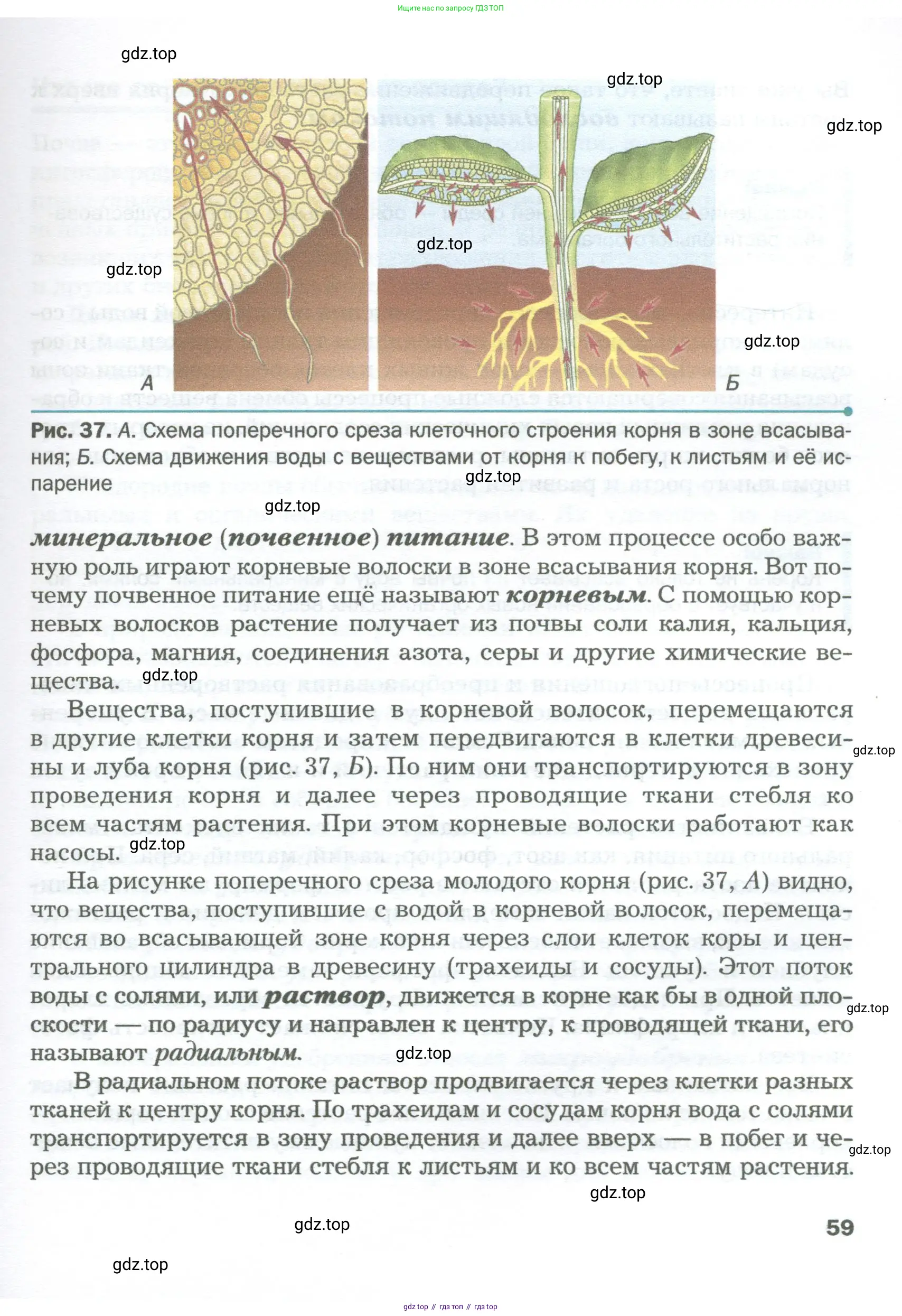 Биология, 6 класс Учебник, авторы: Пономарева Ирма Николаевна, Корнилова Ольга Анатольевна, издательство Просвещение, Москва, 2023, бирюзового цвета, страница 59