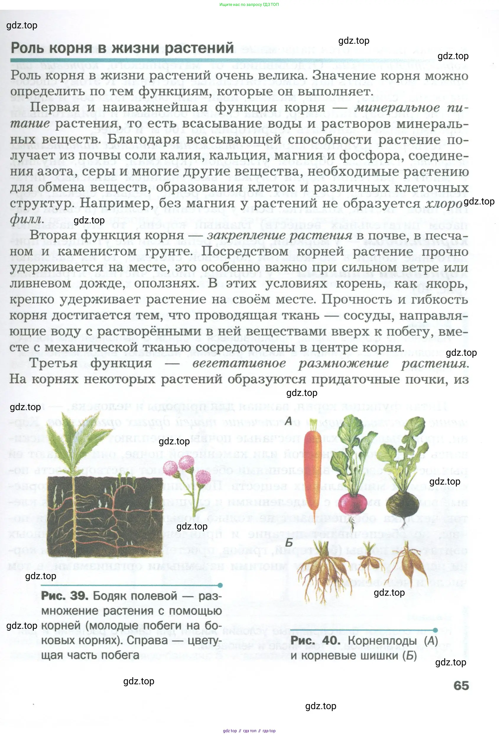 Биология, 6 класс Учебник, авторы: Пономарева Ирма Николаевна, Корнилова Ольга Анатольевна, издательство Просвещение, Москва, 2023, бирюзового цвета, страница 65