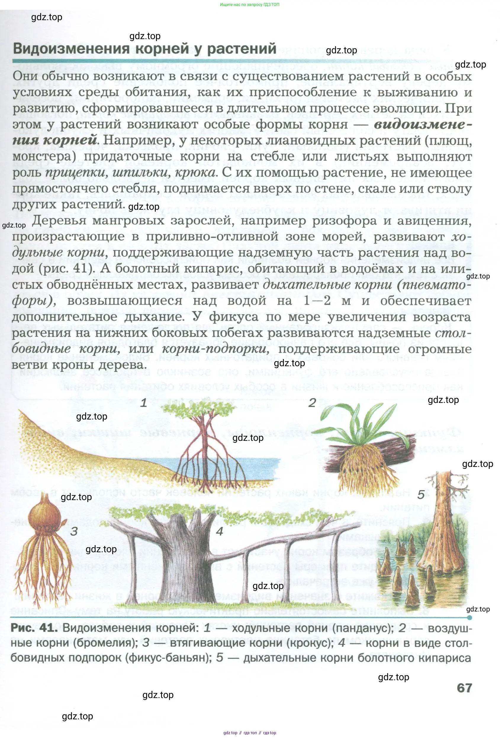 Биология, 6 класс Учебник, авторы: Пономарева Ирма Николаевна, Корнилова Ольга Анатольевна, издательство Просвещение, Москва, 2023, бирюзового цвета, страница 67