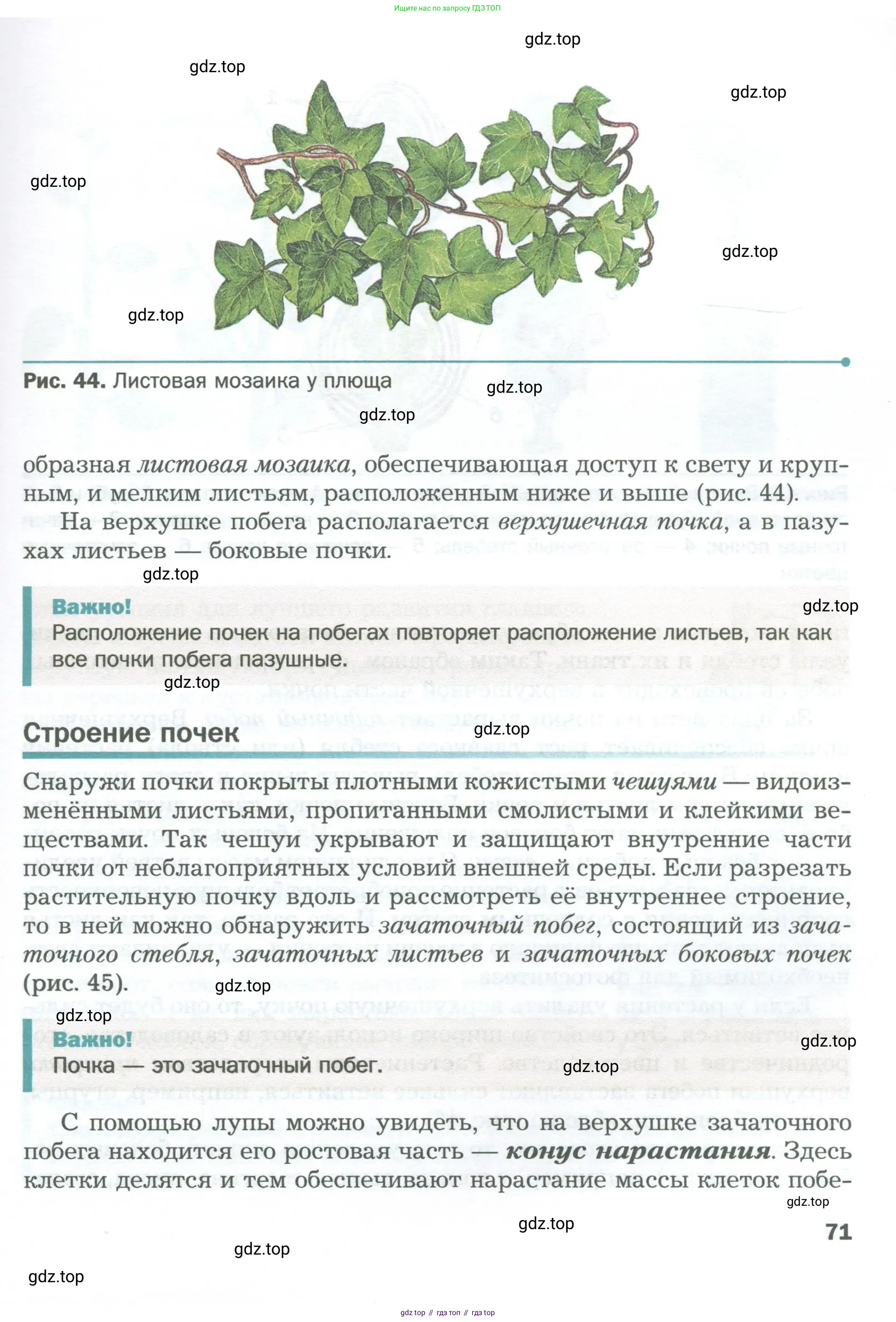 Биология, 6 класс Учебник, авторы: Пономарева Ирма Николаевна, Корнилова Ольга Анатольевна, издательство Просвещение, Москва, 2023, бирюзового цвета, страница 71