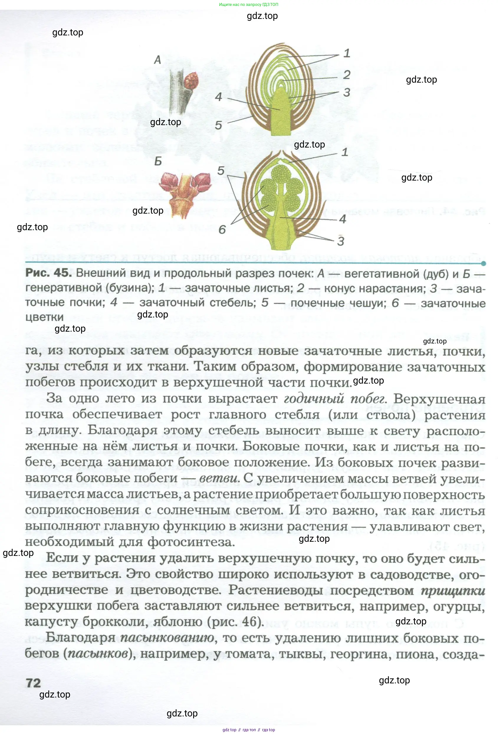 Биология, 6 класс Учебник, авторы: Пономарева Ирма Николаевна, Корнилова Ольга Анатольевна, издательство Просвещение, Москва, 2023, бирюзового цвета, страница 72