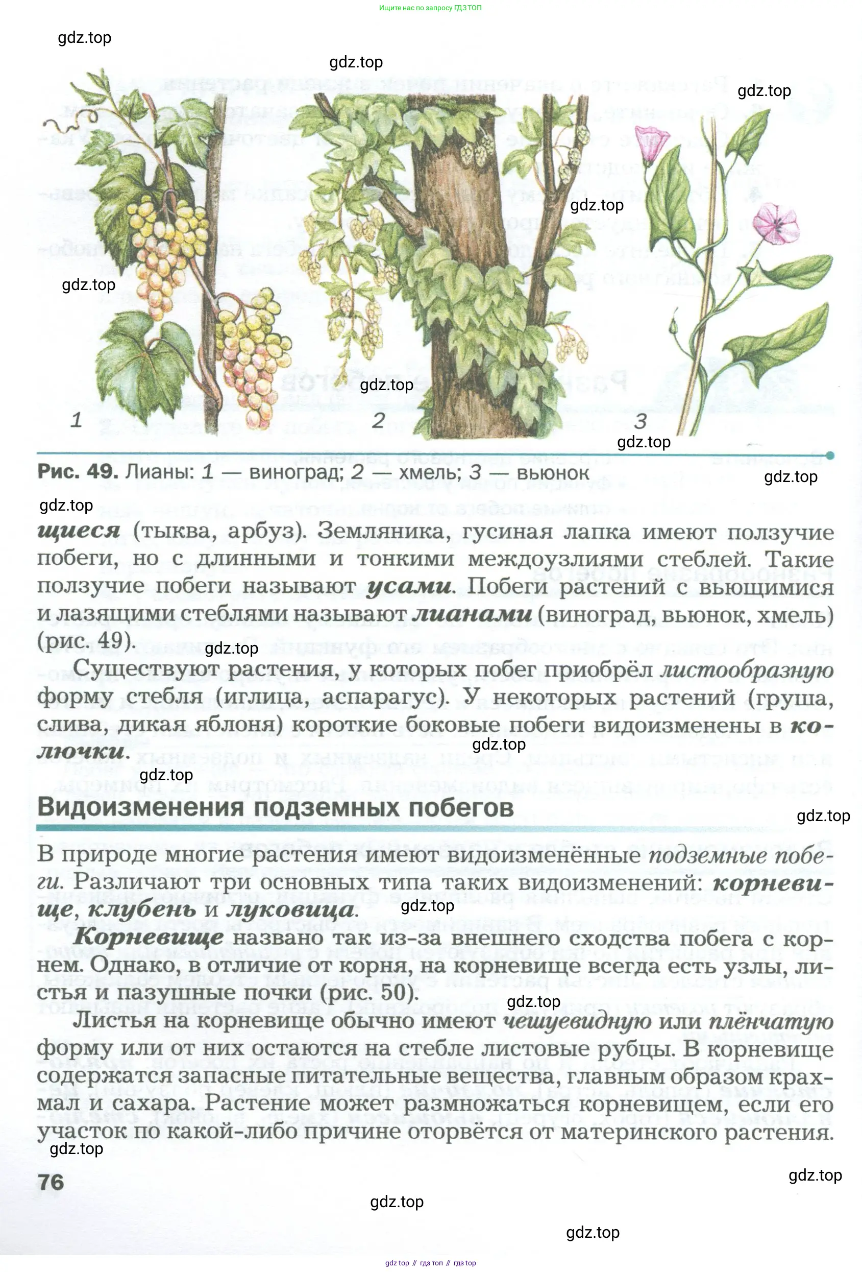 Биология, 6 класс Учебник, авторы: Пономарева Ирма Николаевна, Корнилова Ольга Анатольевна, издательство Просвещение, Москва, 2023, бирюзового цвета, страница 76