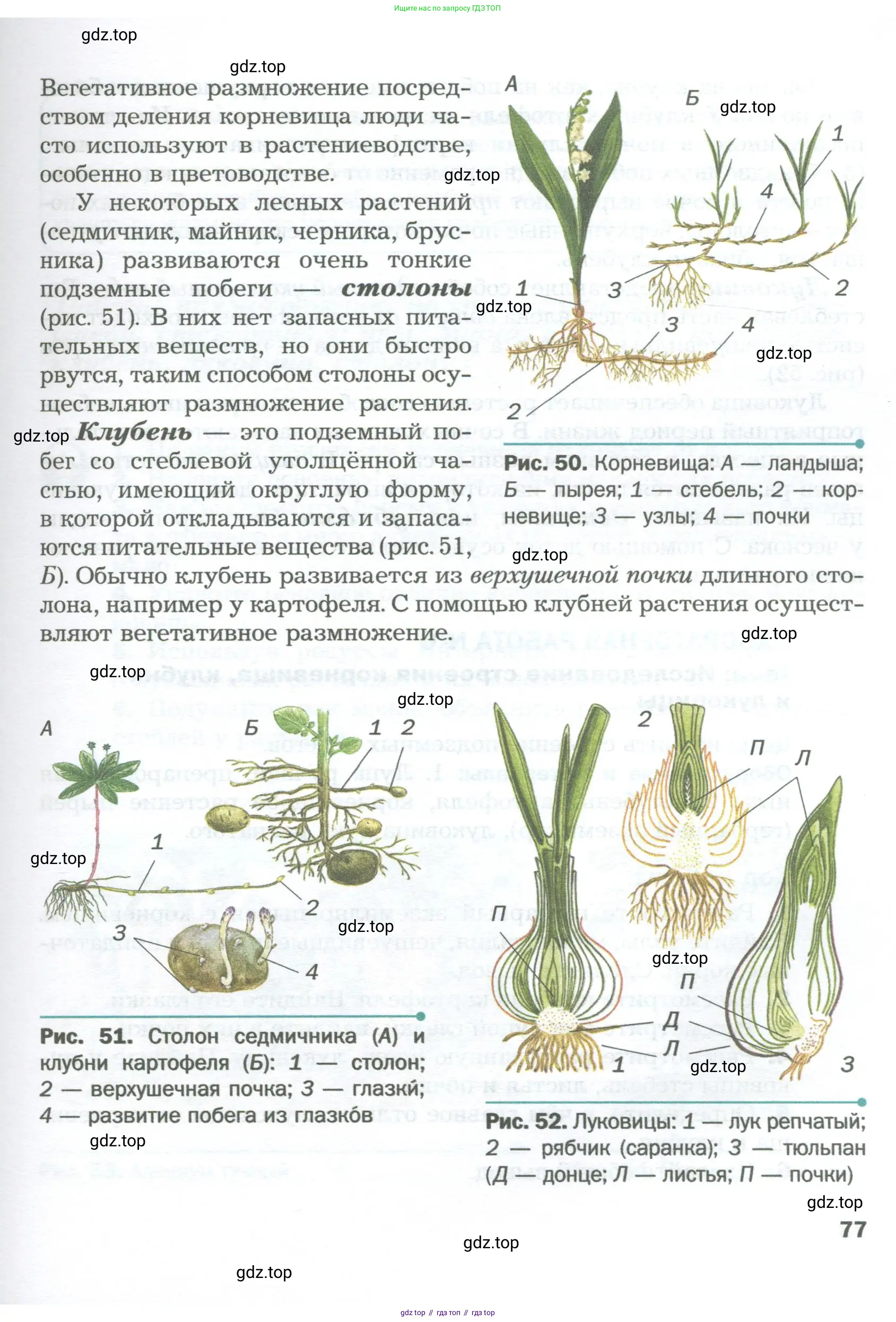 Биология, 6 класс Учебник, авторы: Пономарева Ирма Николаевна, Корнилова Ольга Анатольевна, издательство Просвещение, Москва, 2023, бирюзового цвета, страница 77