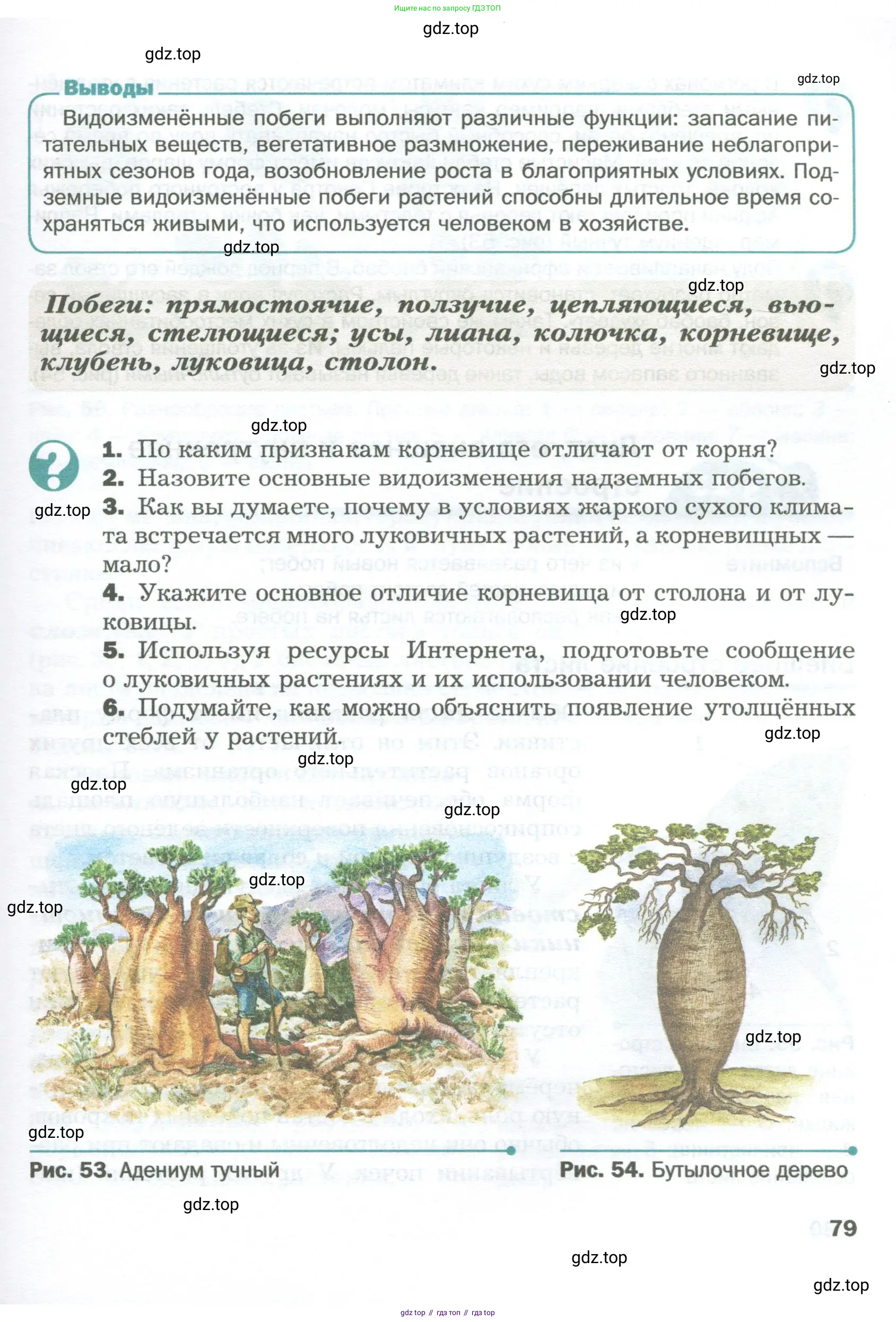 Биология, 6 класс Учебник, авторы: Пономарева Ирма Николаевна, Корнилова Ольга Анатольевна, издательство Просвещение, Москва, 2023, бирюзового цвета, страница 79