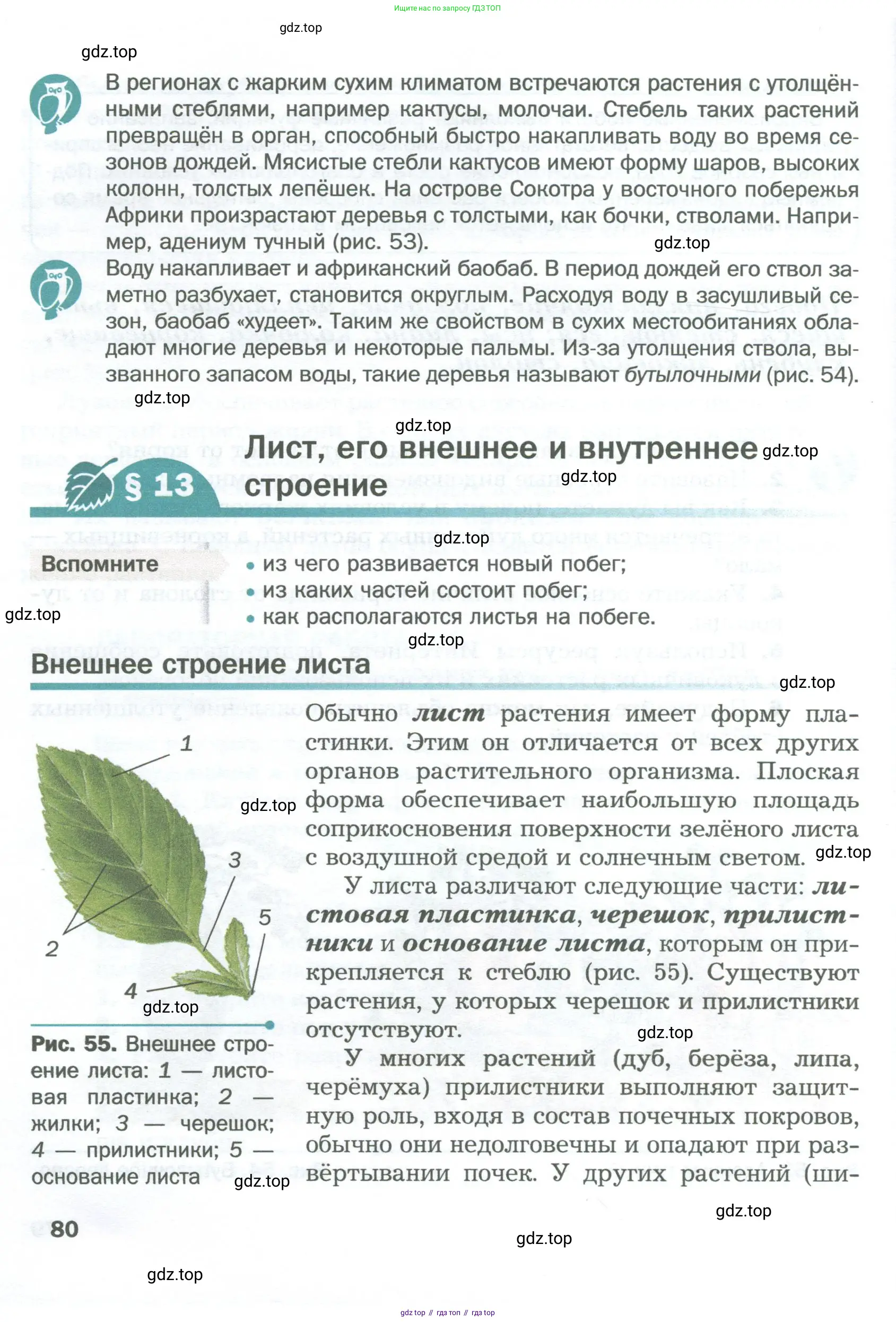 Биология, 6 класс Учебник, авторы: Пономарева Ирма Николаевна, Корнилова Ольга Анатольевна, издательство Просвещение, Москва, 2023, бирюзового цвета, страница 80