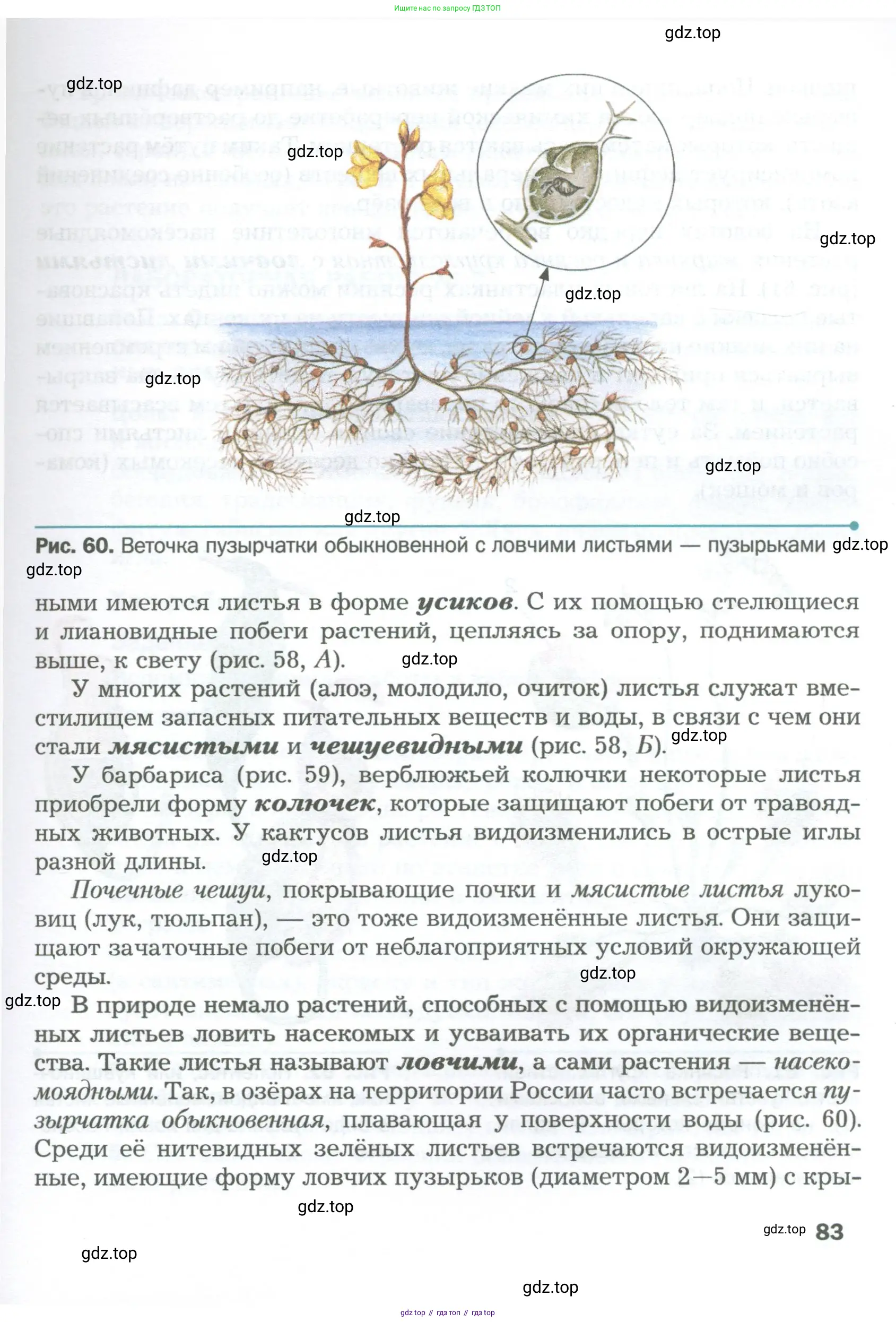 Биология, 6 класс Учебник, авторы: Пономарева Ирма Николаевна, Корнилова Ольга Анатольевна, издательство Просвещение, Москва, 2023, бирюзового цвета, страница 83