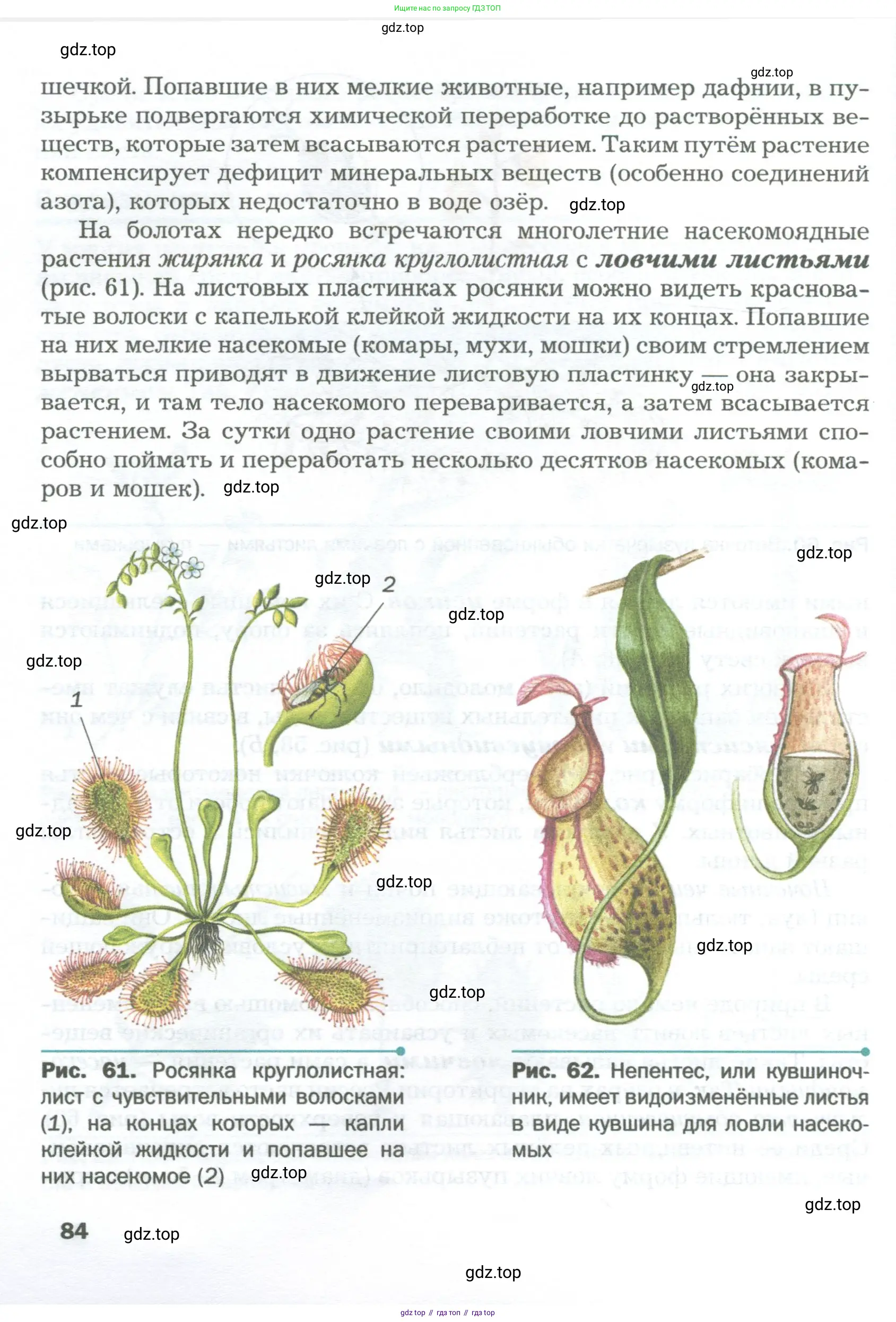 Биология, 6 класс Учебник, авторы: Пономарева Ирма Николаевна, Корнилова Ольга Анатольевна, издательство Просвещение, Москва, 2023, бирюзового цвета, страница 84