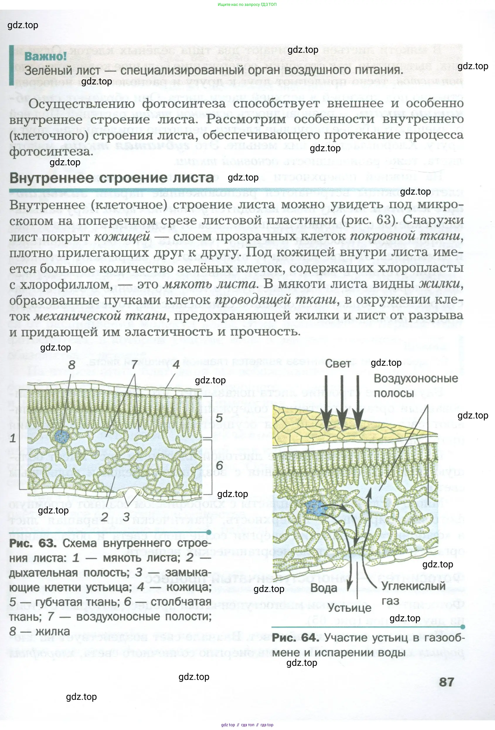Биология, 6 класс Учебник, авторы: Пономарева Ирма Николаевна, Корнилова Ольга Анатольевна, издательство Просвещение, Москва, 2023, бирюзового цвета, страница 87