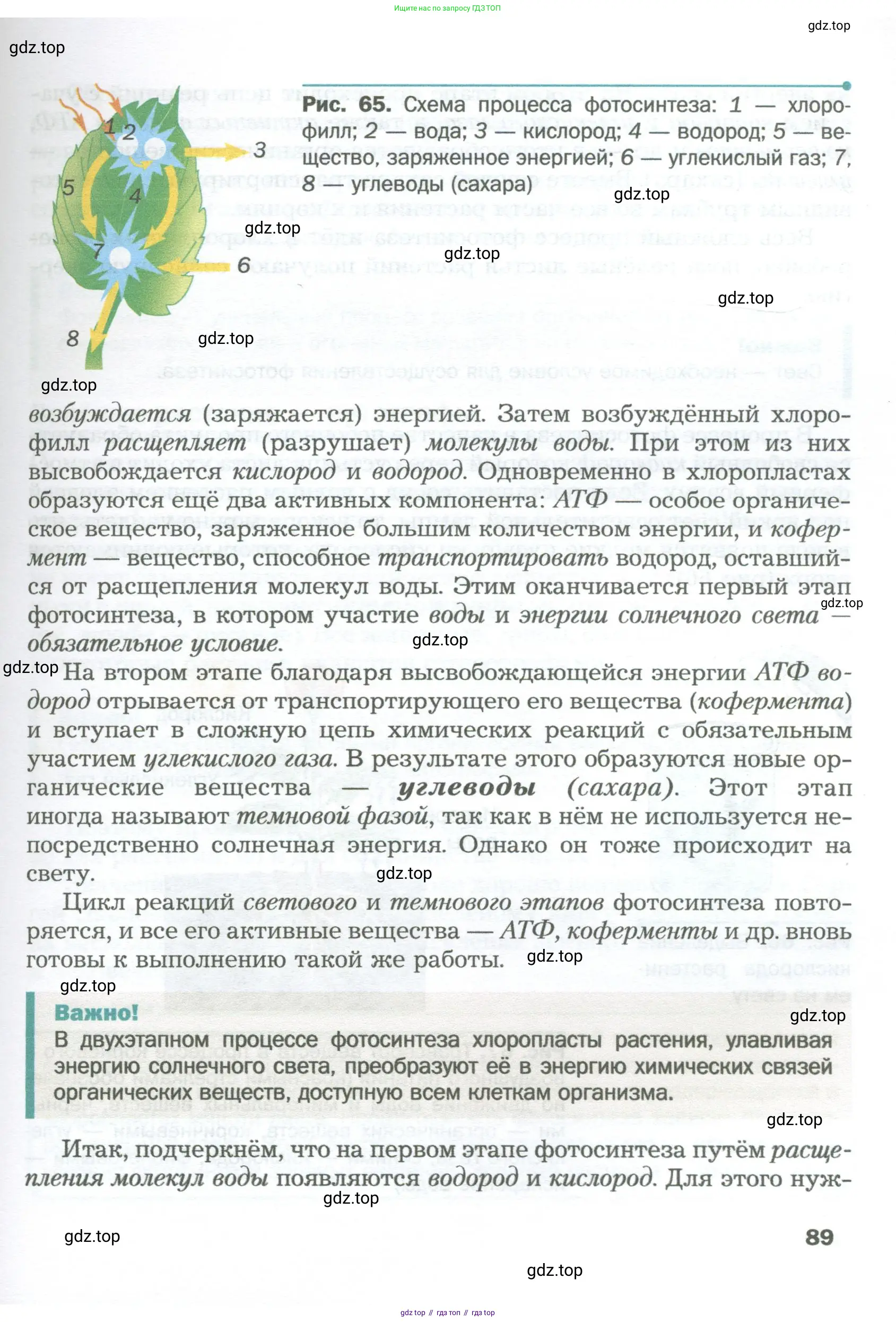 Биология, 6 класс Учебник, авторы: Пономарева Ирма Николаевна, Корнилова Ольга Анатольевна, издательство Просвещение, Москва, 2023, бирюзового цвета, страница 89